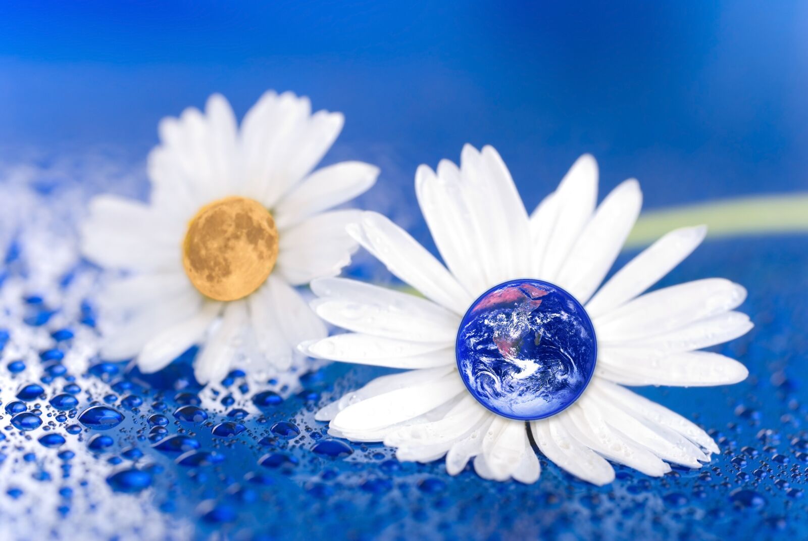 Nikon D80 sample photo. Earth, moon, flower photography