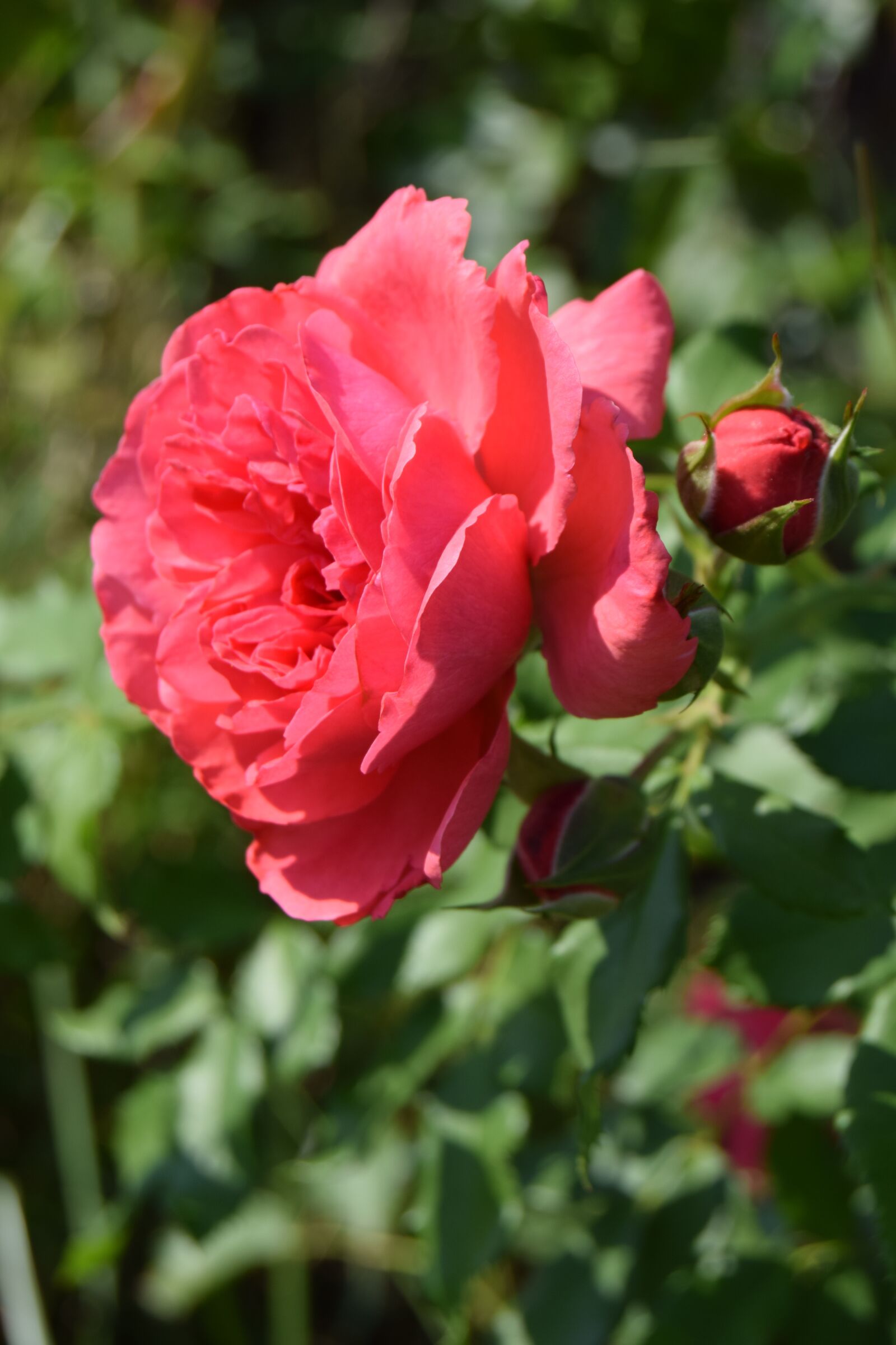 Nikon D3300 sample photo. Rose, flower, rose flower photography