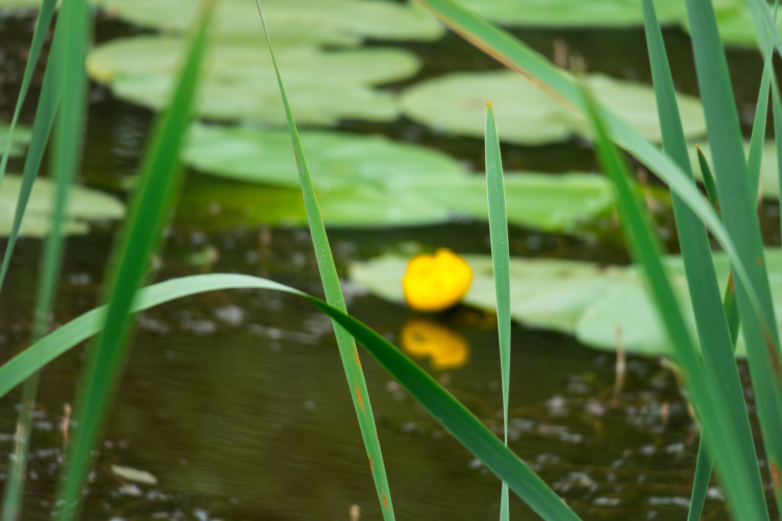 Canon PowerShot G3 X sample photo. Reed, swamp grass, grass photography