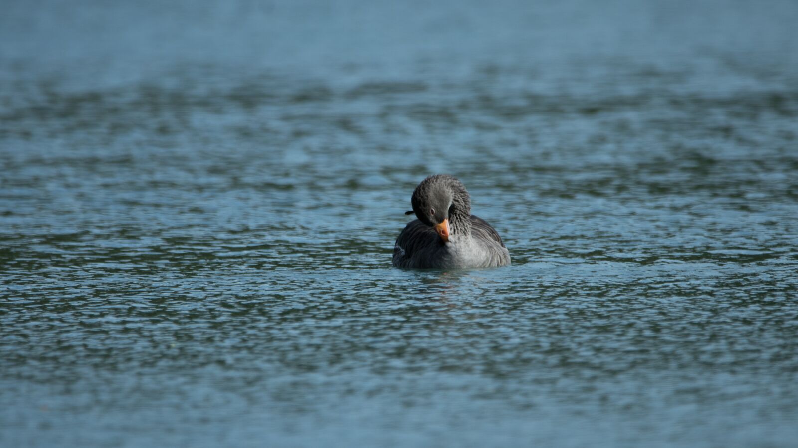 150-600mm F5-6.3 DG OS HSM | Contemporary 015 sample photo. Lake, geese, nature photography