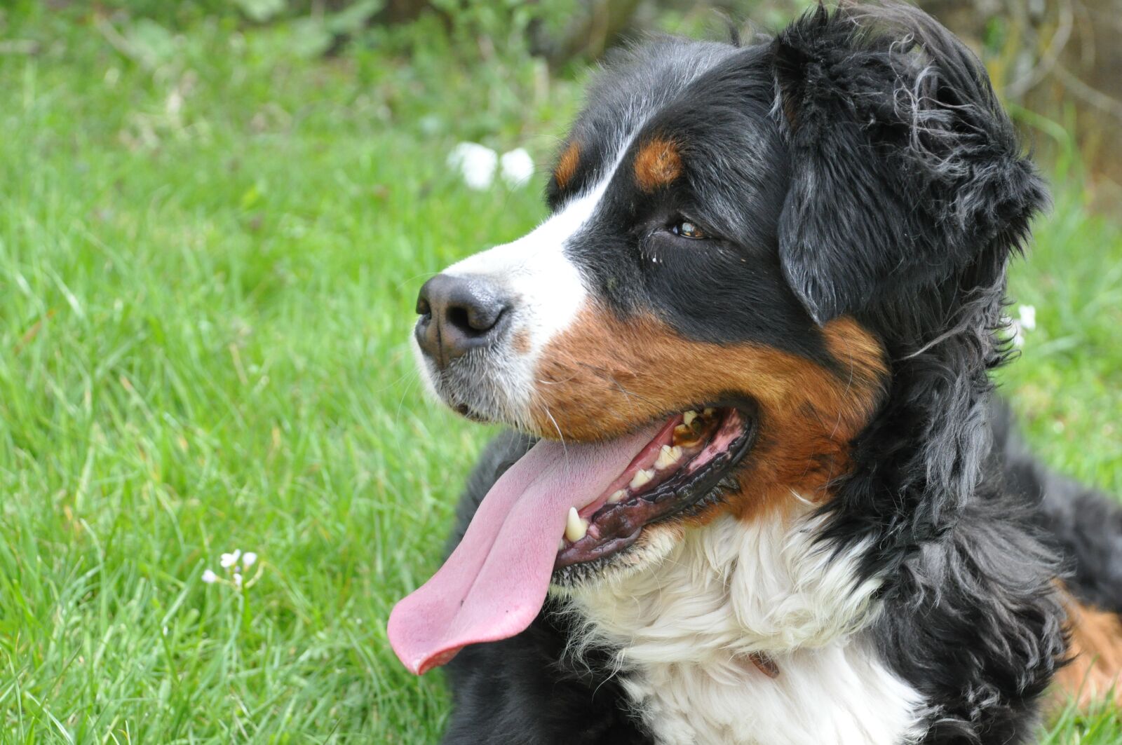 Nikon D90 sample photo. Dog, domestic animal, animal photography