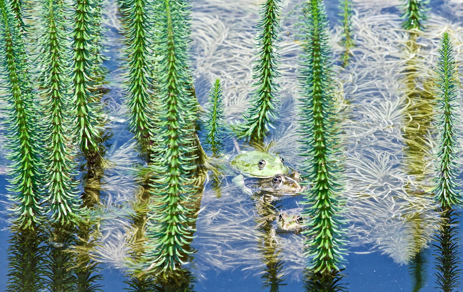 Nikon D5300 sample photo. Frogs, frog couple, toad photography