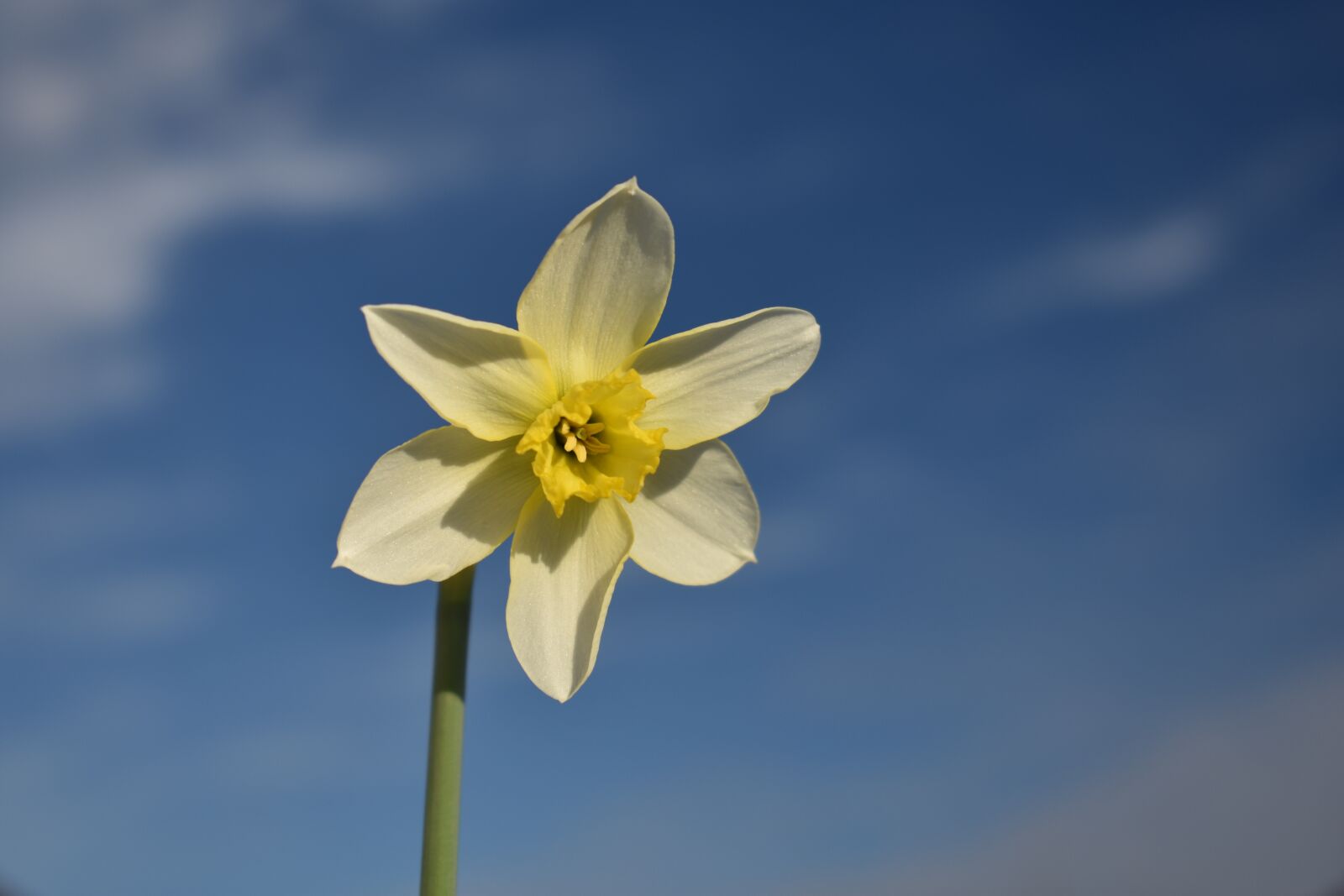 Nikon D3400 sample photo. Narcissus, sky, sun photography