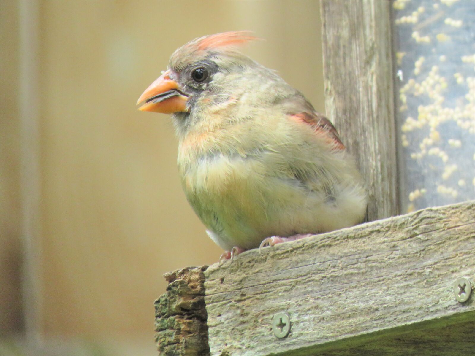 Canon PowerShot SX60 HS sample photo. Bird, female cardinal, wildlife photography