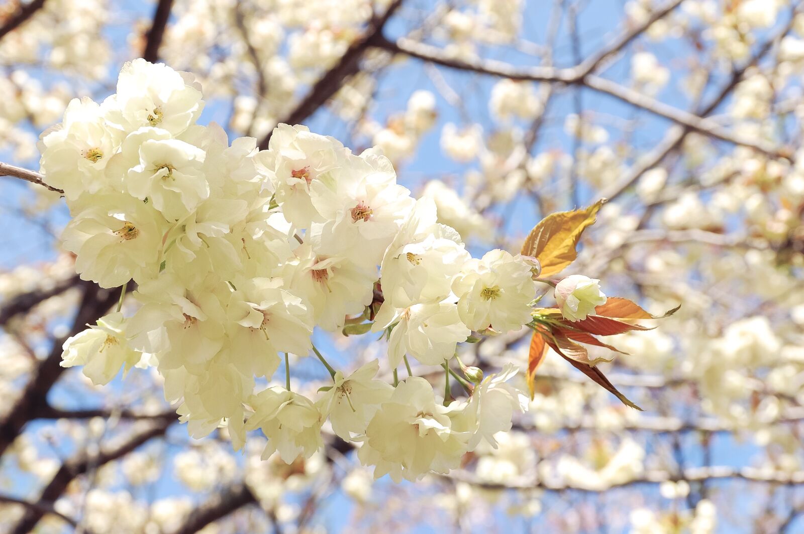 Nikon D40 sample photo. Natural, landscape, japan photography