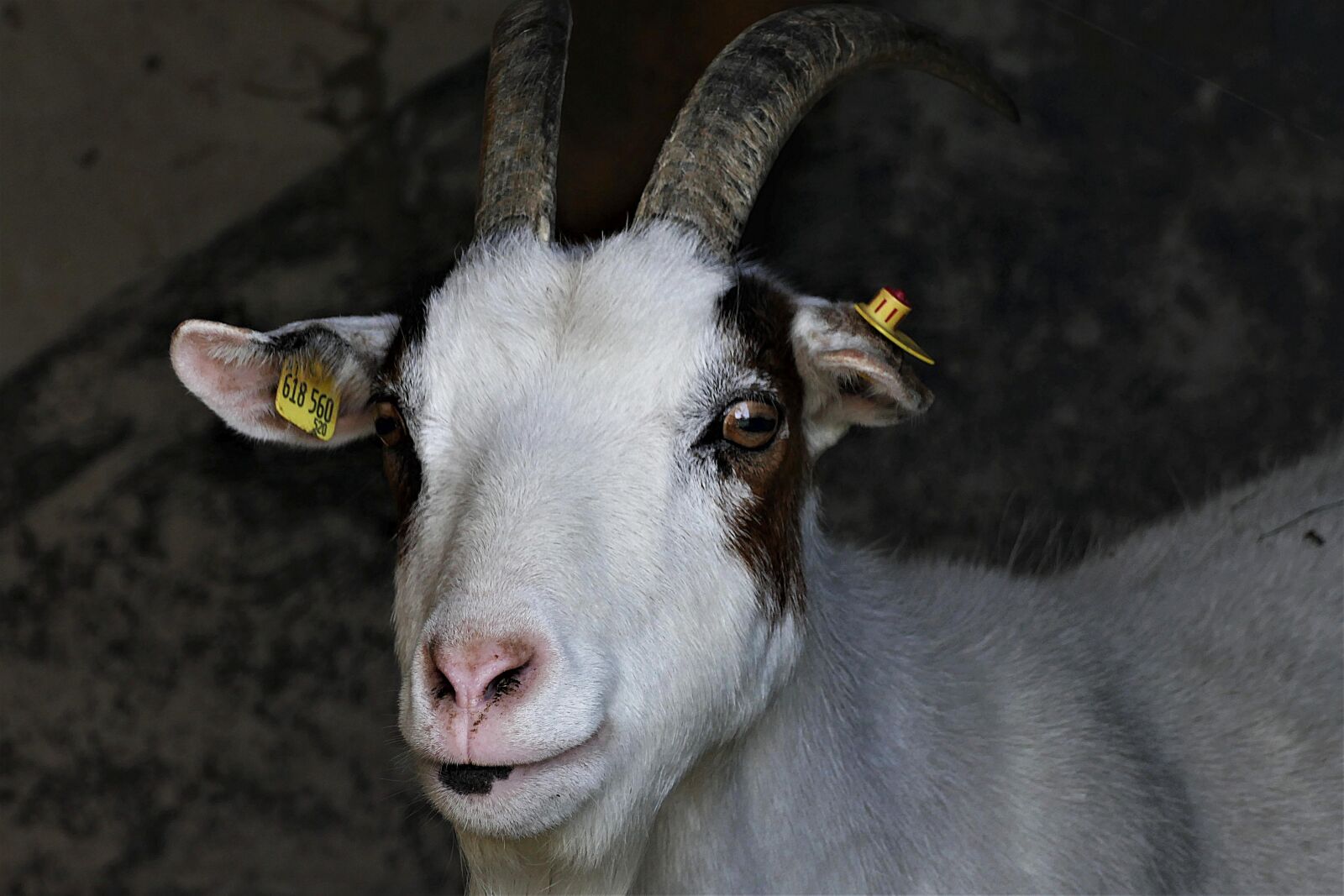 Panasonic Lumix DMC-FZ1000 sample photo. Goat, close up, geiss photography
