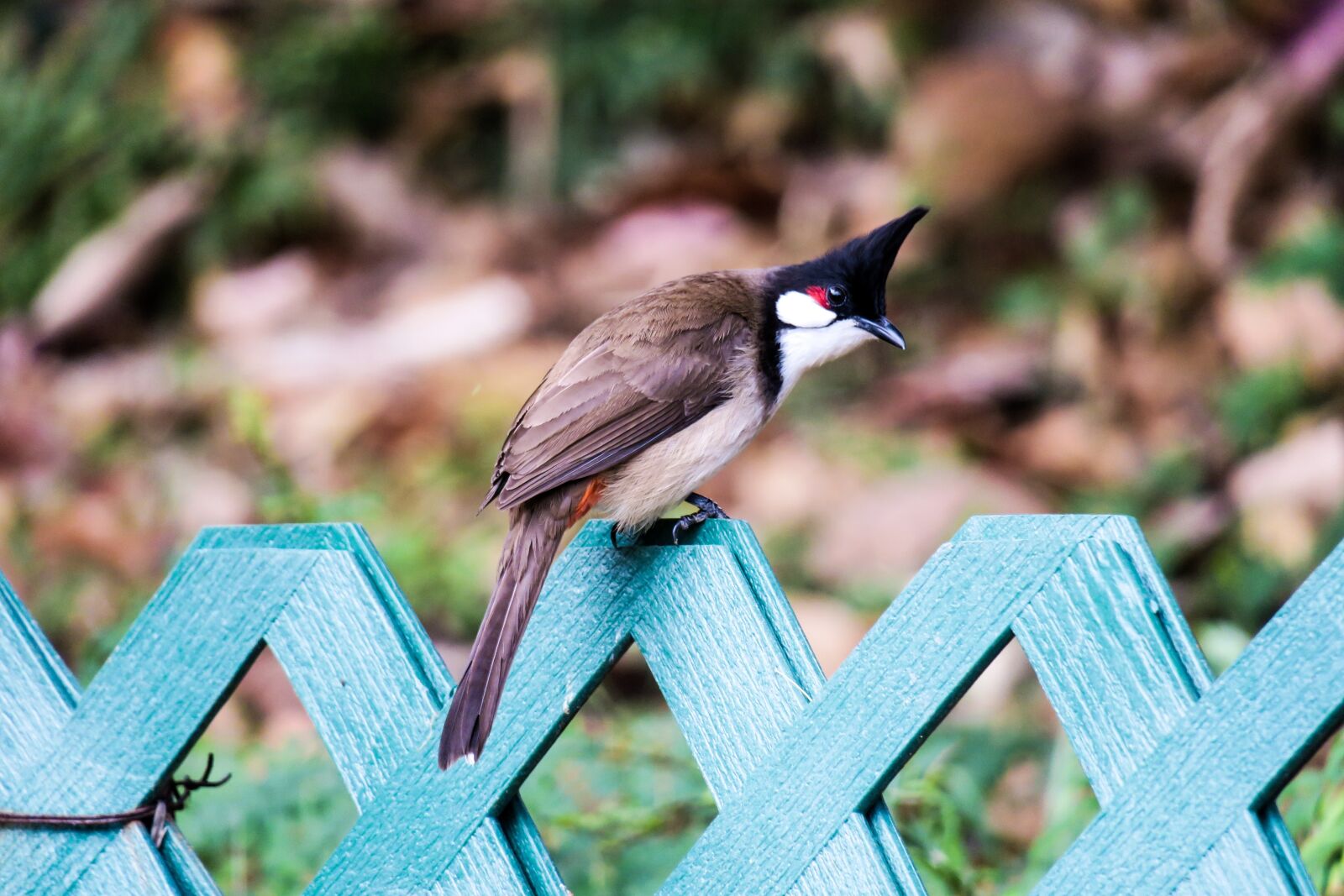 Canon PowerShot G3 X sample photo. 红耳鹎, nature, bird photography