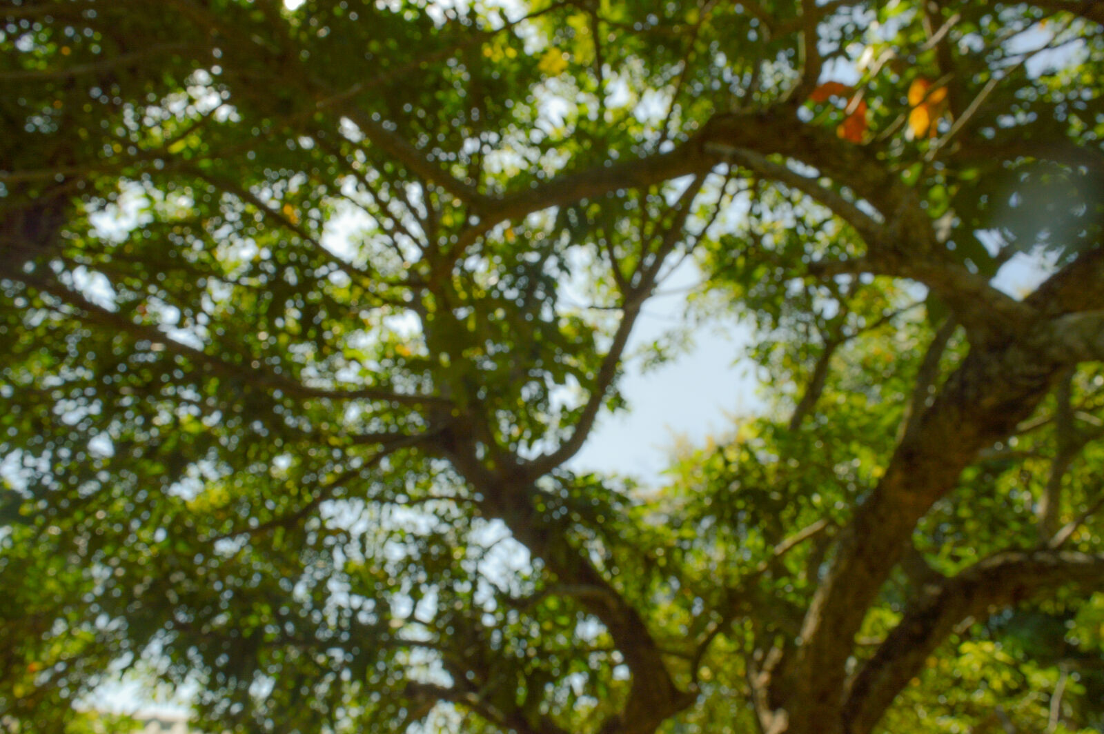 Nikon D3200 sample photo. Bokeh, tree photography