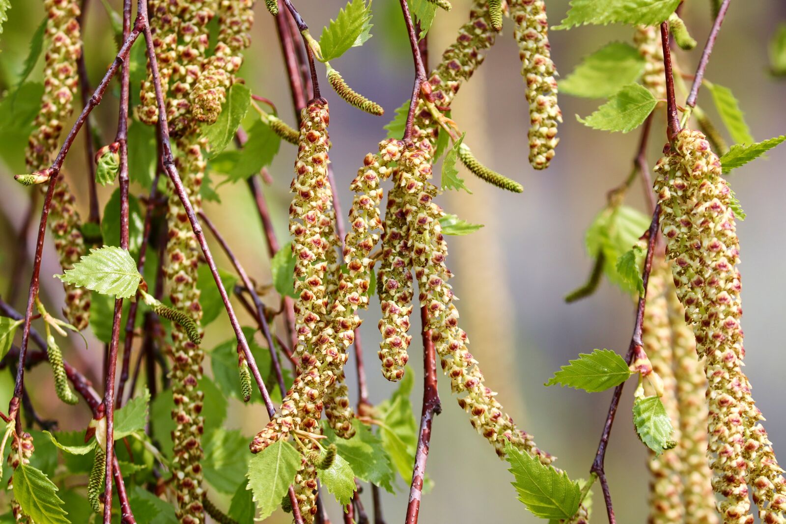 Canon EOS 200D (EOS Rebel SL2 / EOS Kiss X9) sample photo. Birch, birch catkins, blossom photography