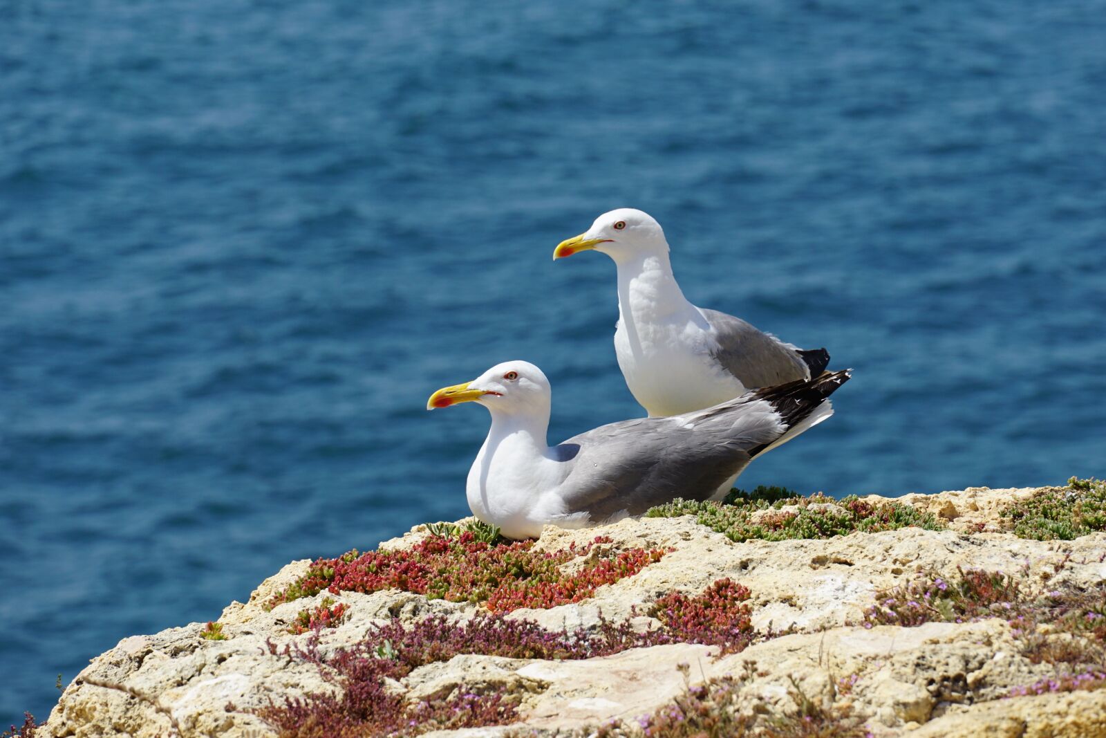 Sony E 18-135mm F3.5-5.6 OSS sample photo. Gulls, seagull, bird photography