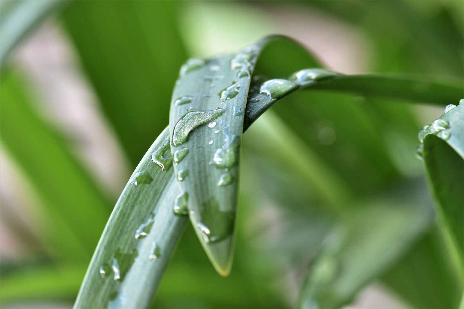 Nikon D5500 sample photo. Jewelry lilies, plant, leaves photography