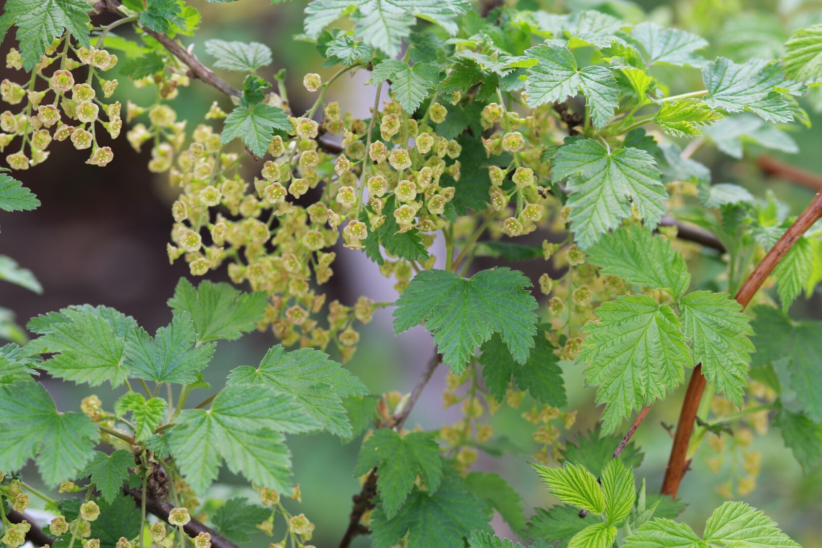 Canon EF 100mm F2.0 USM sample photo. Spring, currant, nature photography