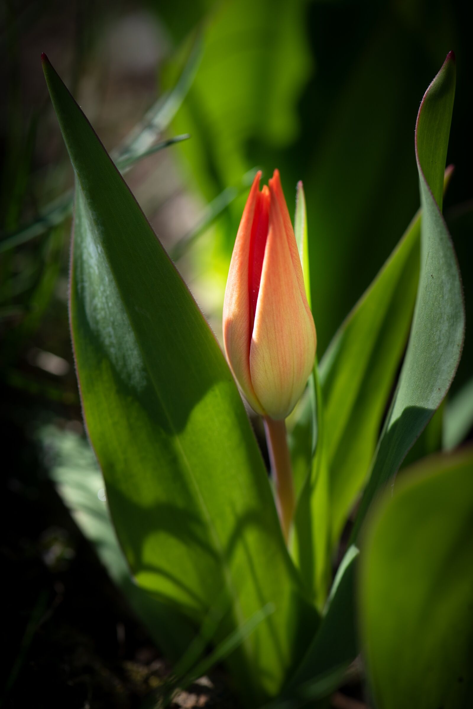 Nikon D750 sample photo. Tulip, flower, blossom photography