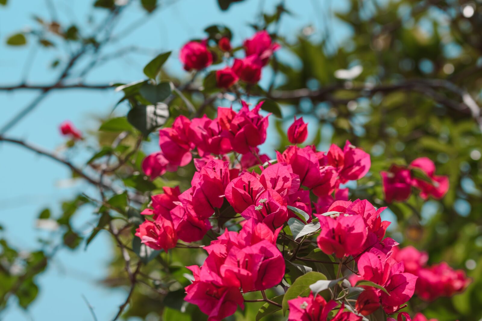 Nikon D5600 sample photo. Bougainvillea, flowers, fuschia photography