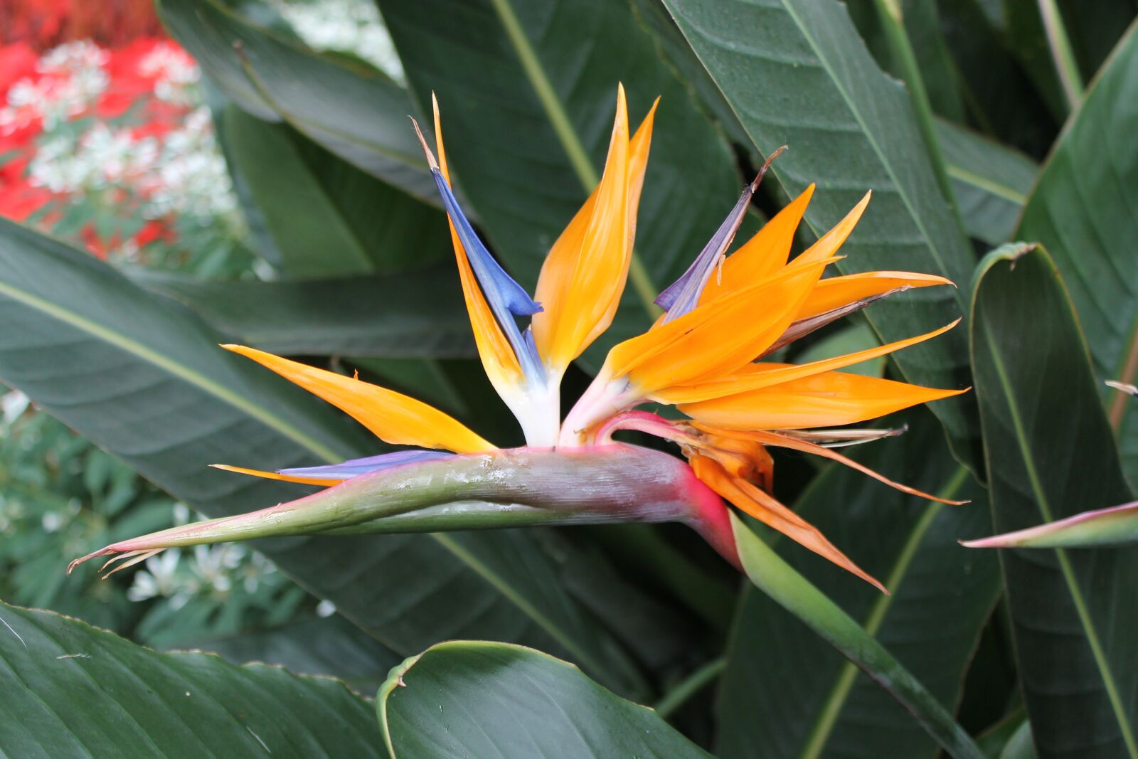 Canon EOS 1100D (EOS Rebel T3 / EOS Kiss X50) sample photo. Flower, bird of paradise photography