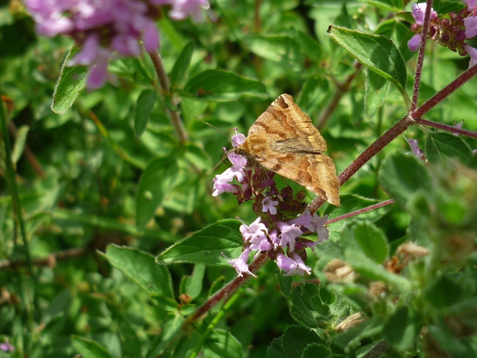 Panasonic Lumix DMC-FS6 sample photo. Butterfly, days butterfly, thyme-flower photography