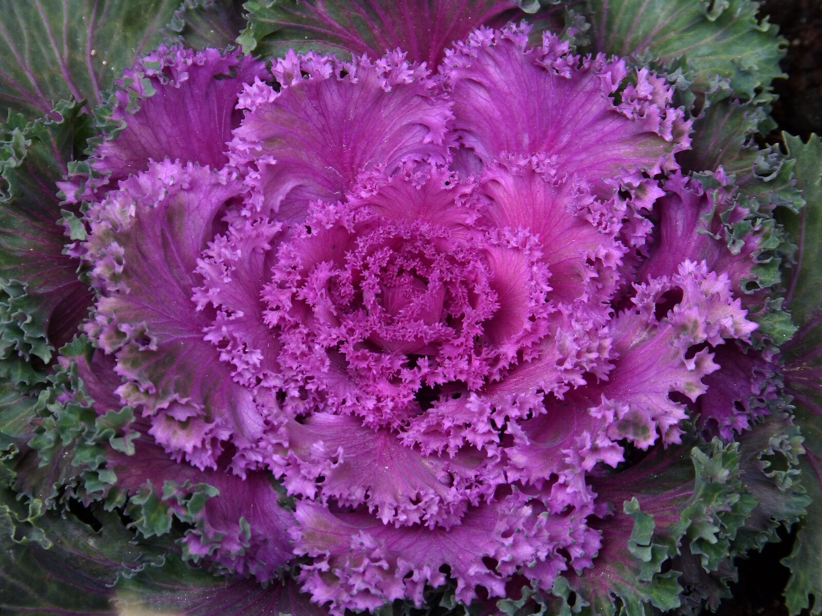Panasonic DMC-FZ62 sample photo. Plant, ornamental cabbage, purple photography