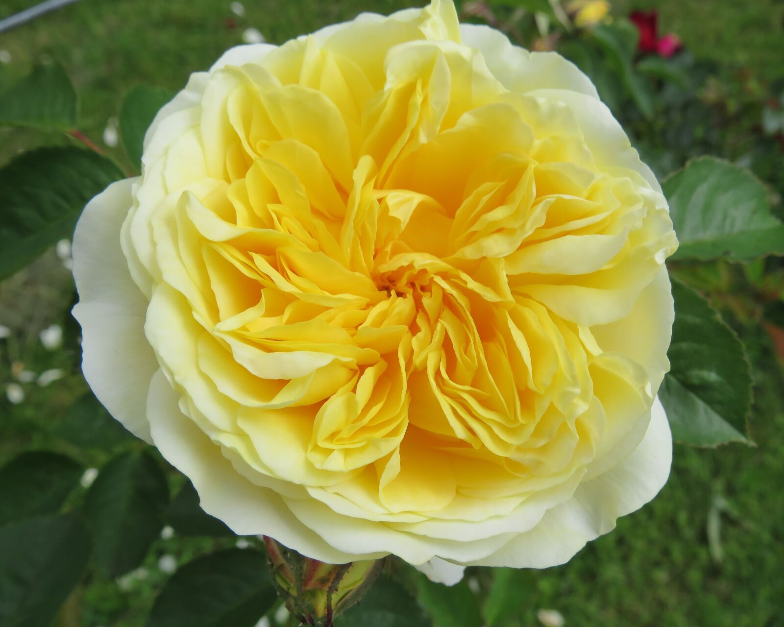 Canon PowerShot SX540 HS sample photo. Rose, yellow, flower photography