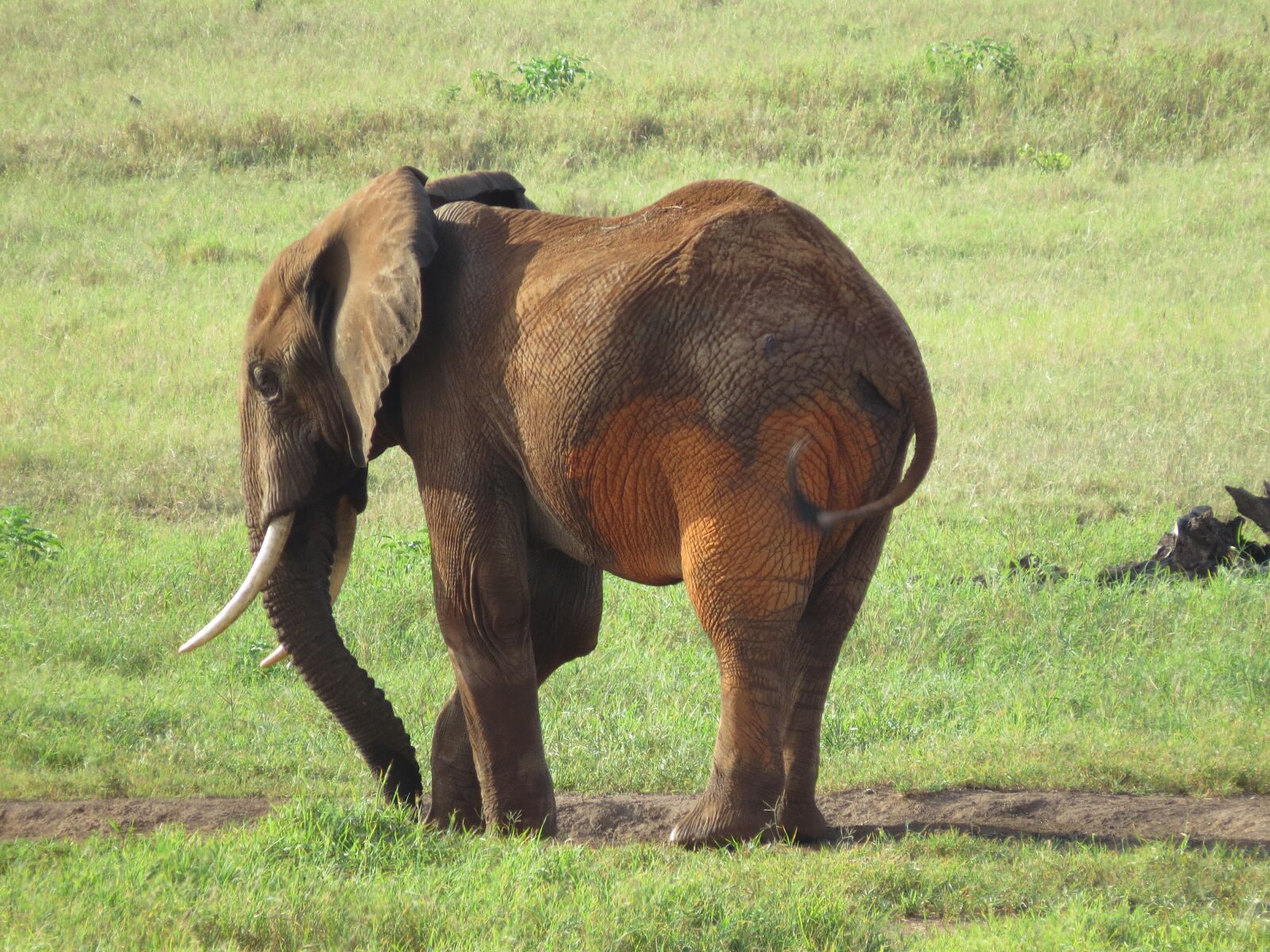 Canon PowerShot SX50 HS sample photo. Elephant, safari, africa photography