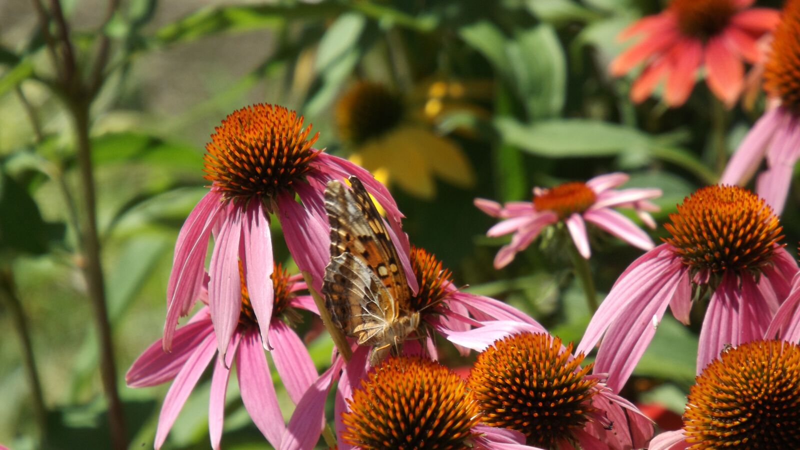 Fujifilm FinePix S4800 sample photo. Nature, butterflies, insect photography