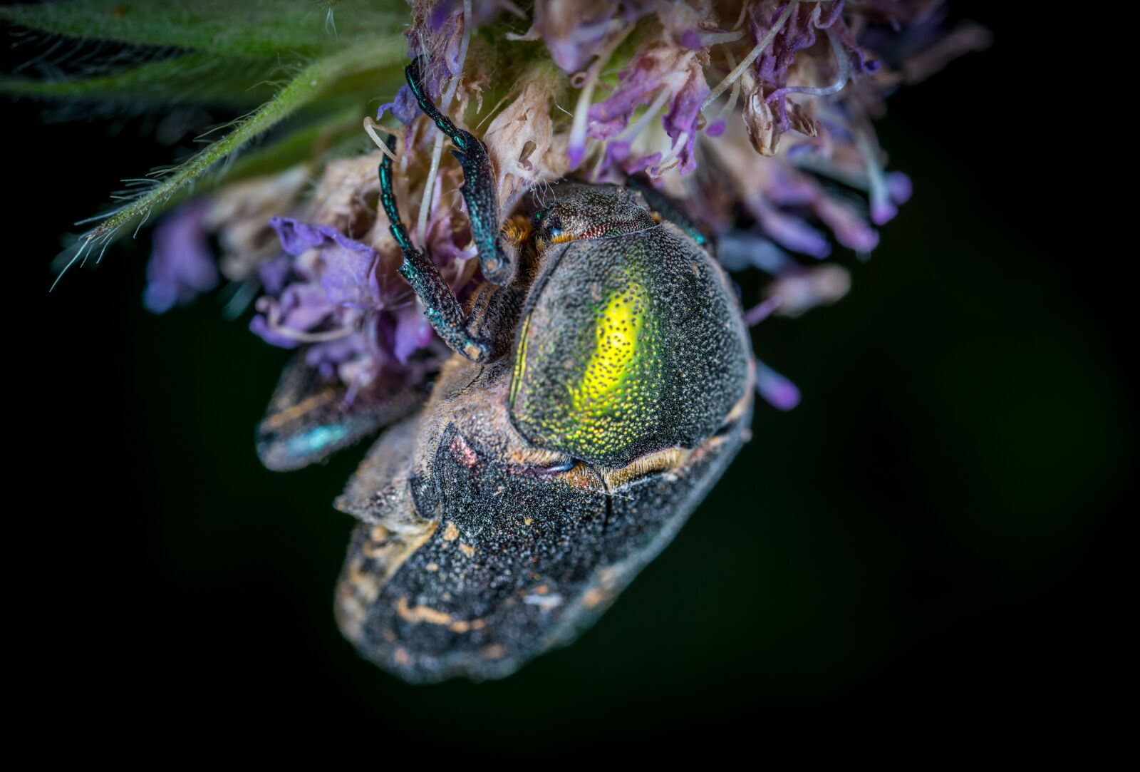 #124 65/2.8 sample photo. Nature, insect, plant photography