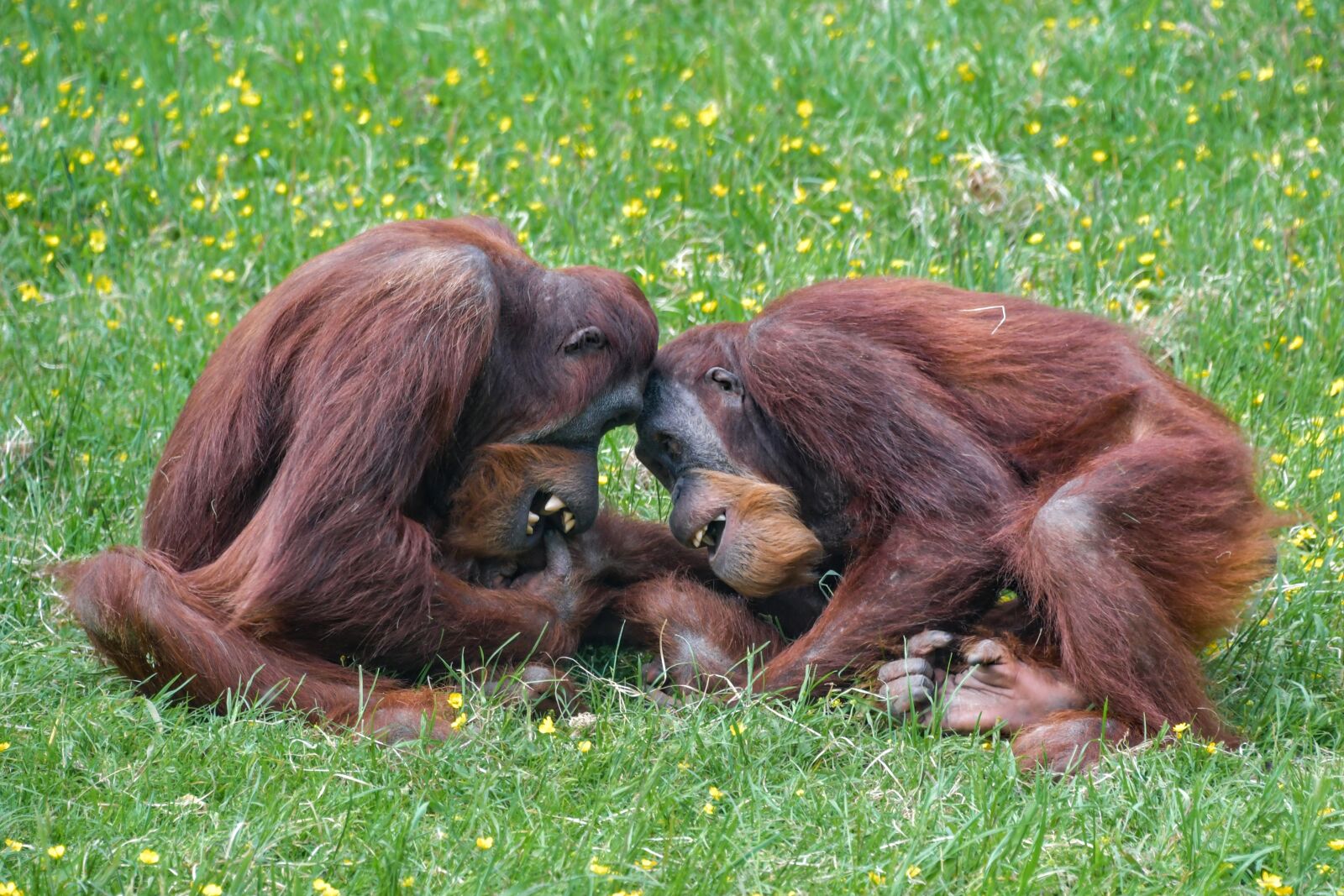 Nikon D500 sample photo. Orangutan, monkey, roux photography