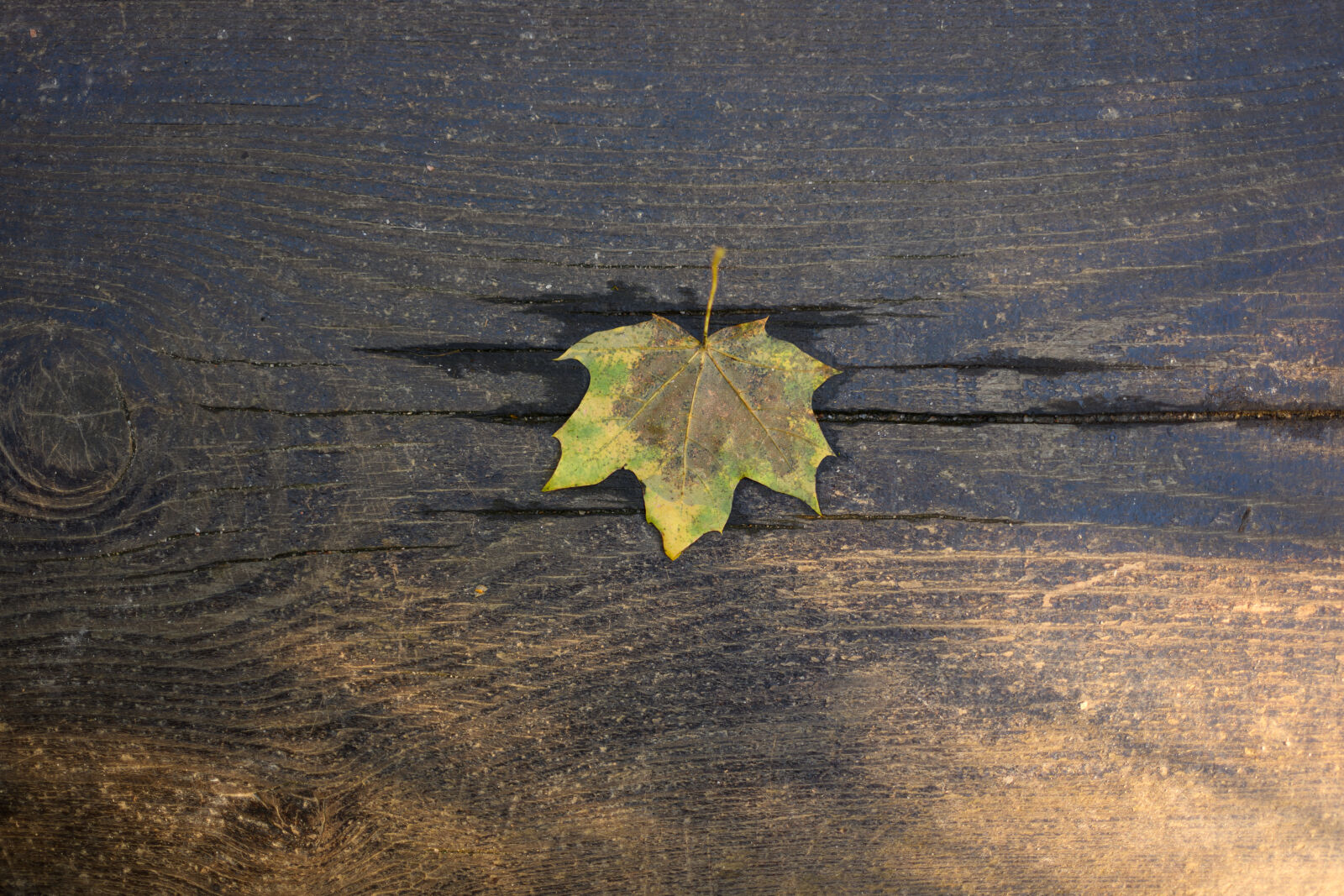 Nikon Z8 sample photo. Leaf on the wooden photography