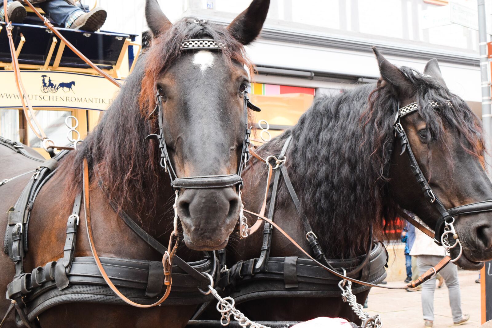 Nikon D3300 sample photo. Horse, double, coach photography
