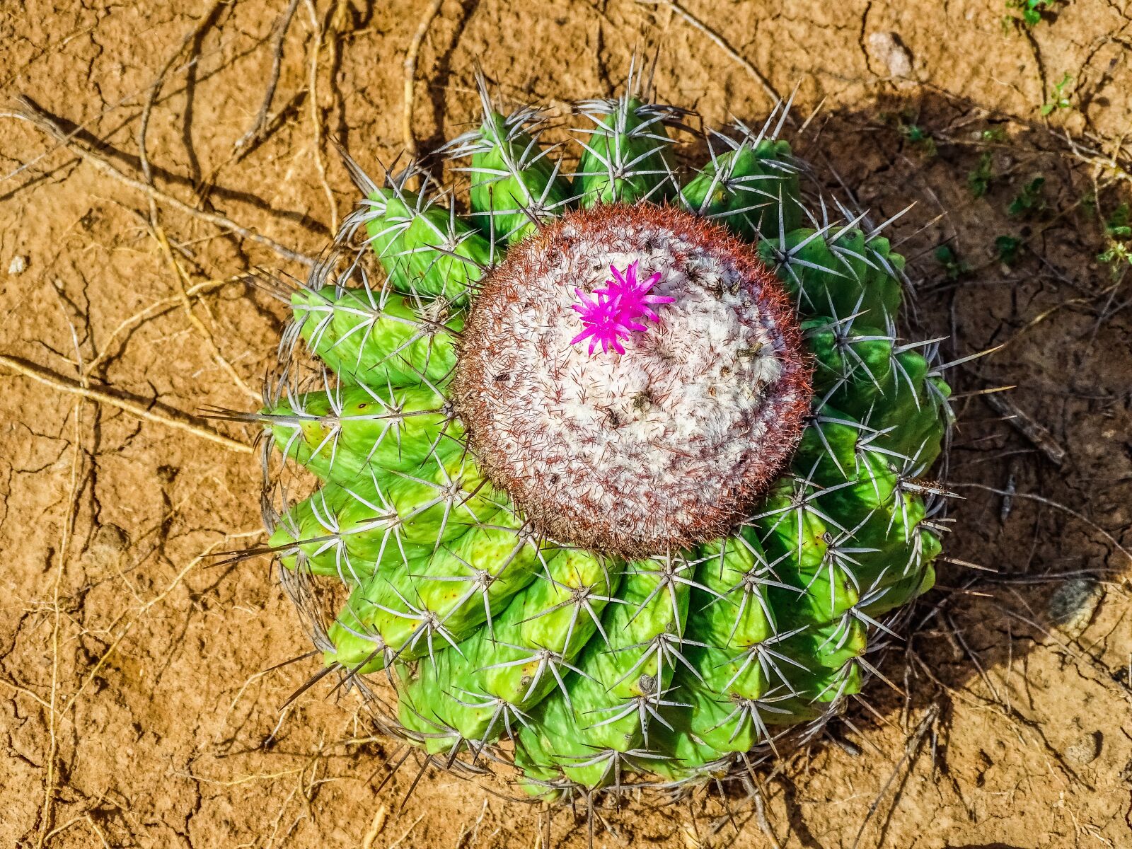 Sony Cyber-shot DSC-HX400V sample photo. Cactus, desert, prickly photography