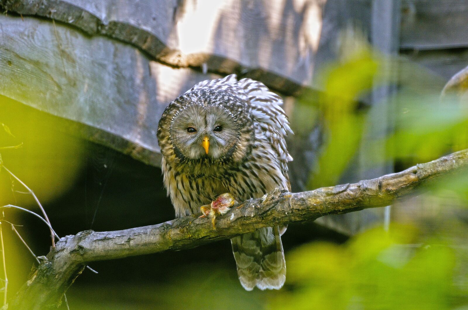 Nikon D7000 sample photo. Ural owl, raptor, strix photography