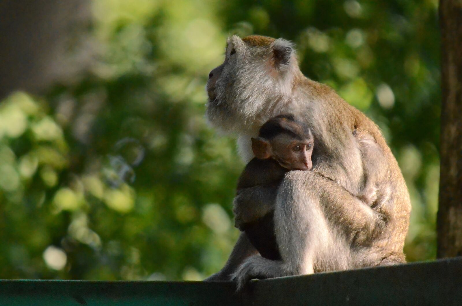 Nikon D7000 sample photo. Monkey, animal, wild photography