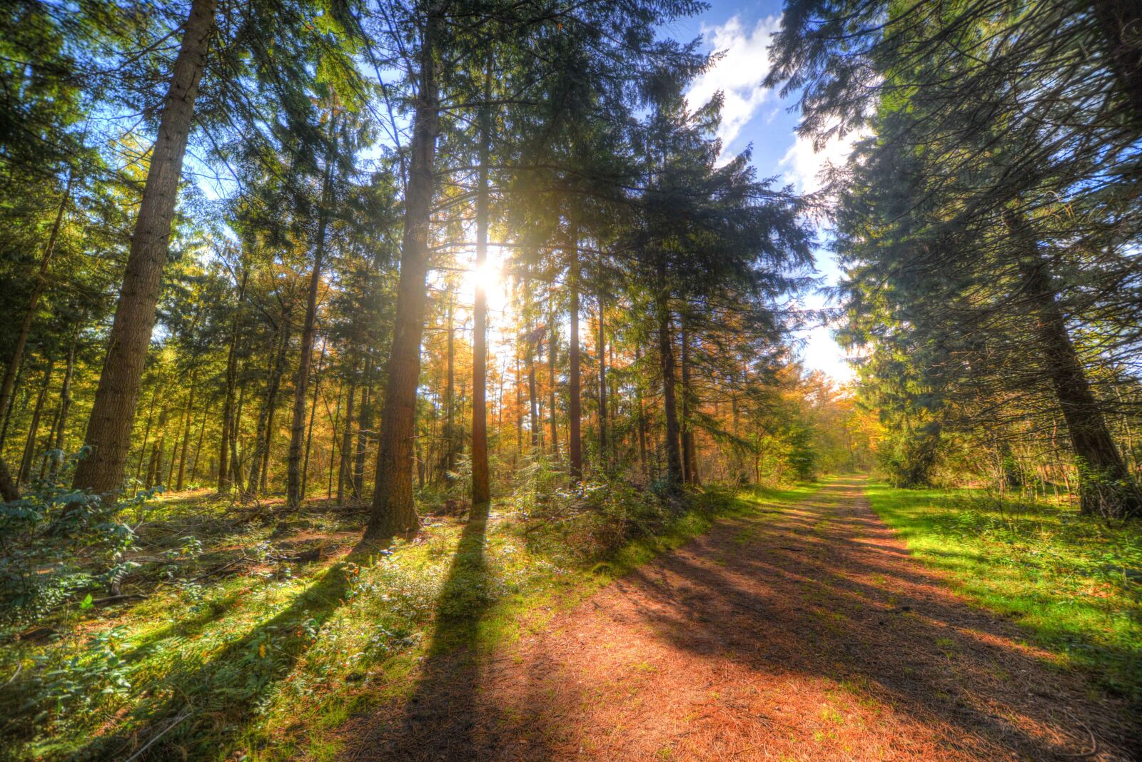 Nikon D610 sample photo. Forest, sun, shadow photography
