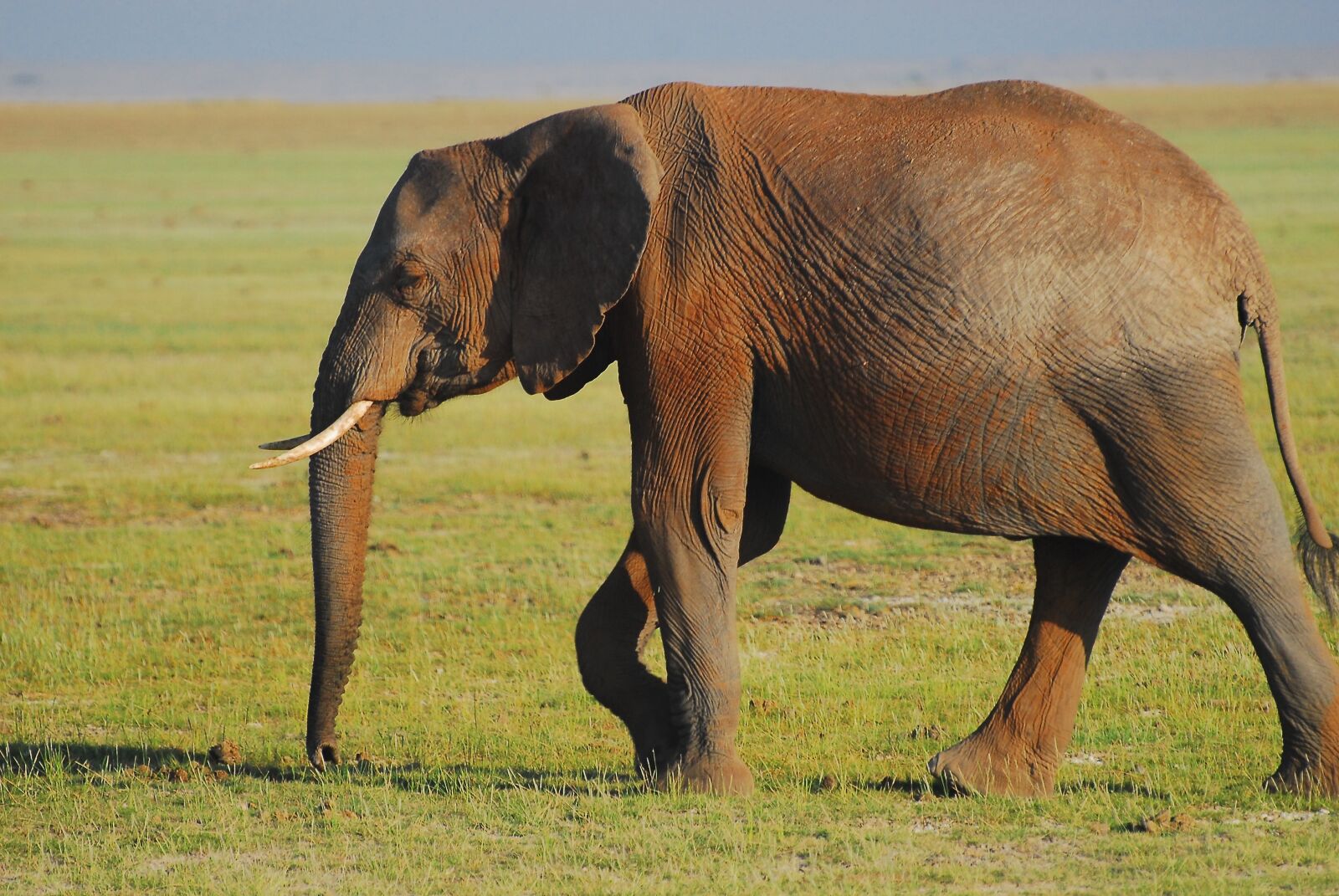 Nikon D200 sample photo. Elephant, earth hour, wilderness photography