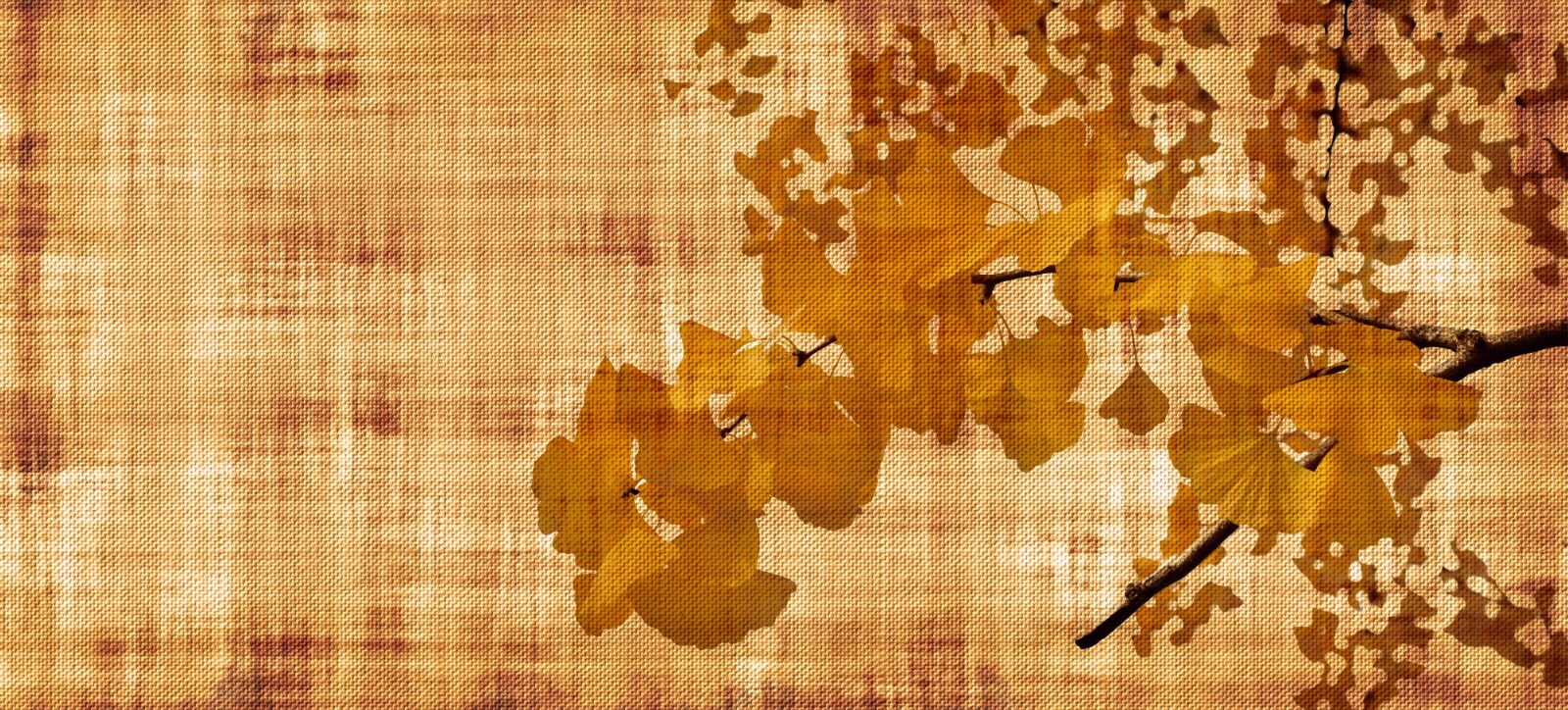 Nikon D5100 sample photo. Parchment, paper, leaves photography