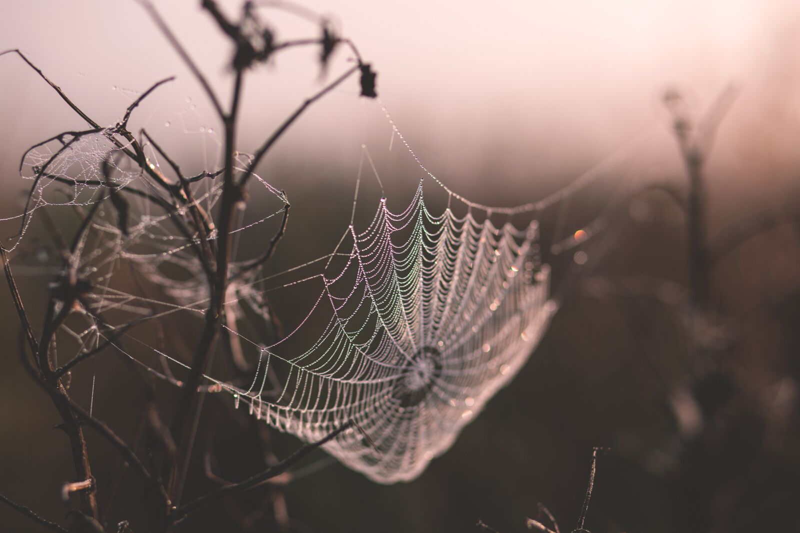 Canon EF 85mm F1.8 USM sample photo. Cobweb, depth of field photography