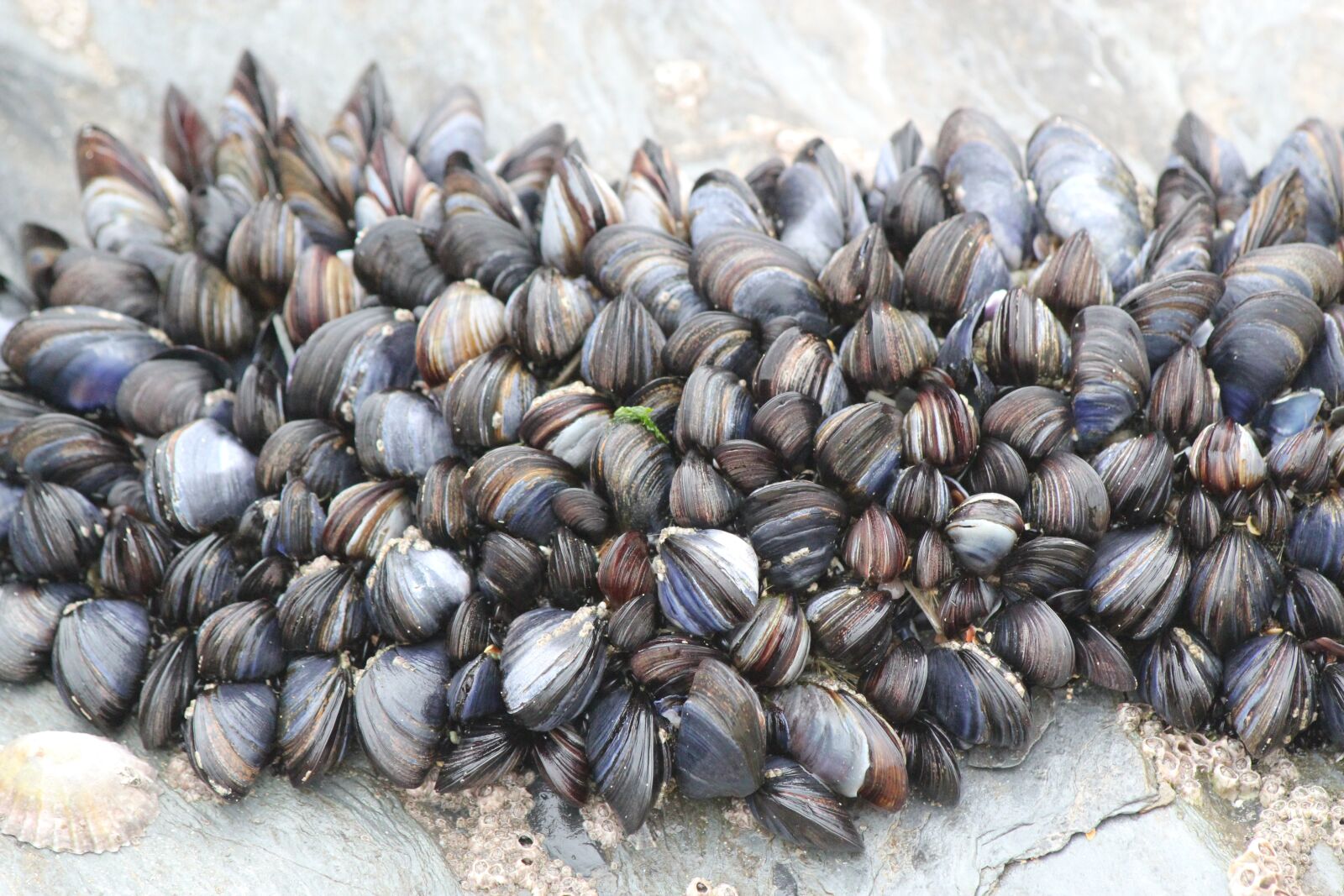 Canon EOS 550D (EOS Rebel T2i / EOS Kiss X4) sample photo. Beach, cockles, mussels photography