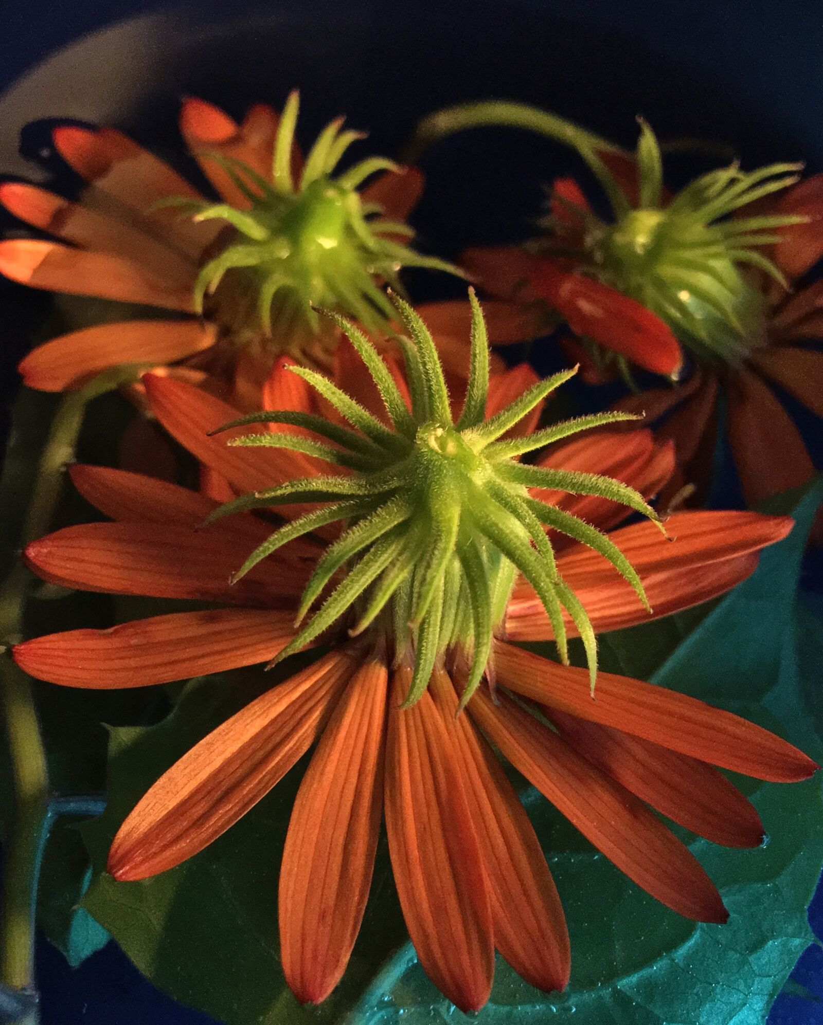iPhone 6s Plus back camera 4.15mm f/2.2 sample photo. Petals orange, petals, orange photography