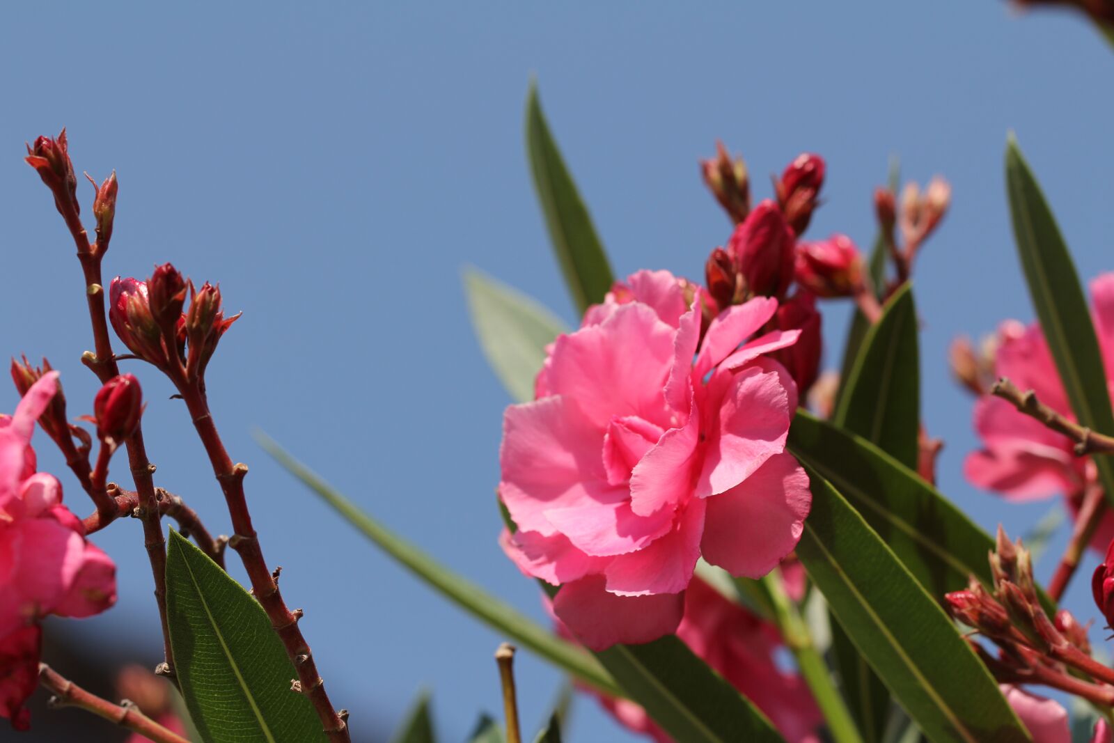 Canon EOS 60D + Canon EF 100mm F2.8L Macro IS USM sample photo. Oleander, blossom, bloom photography
