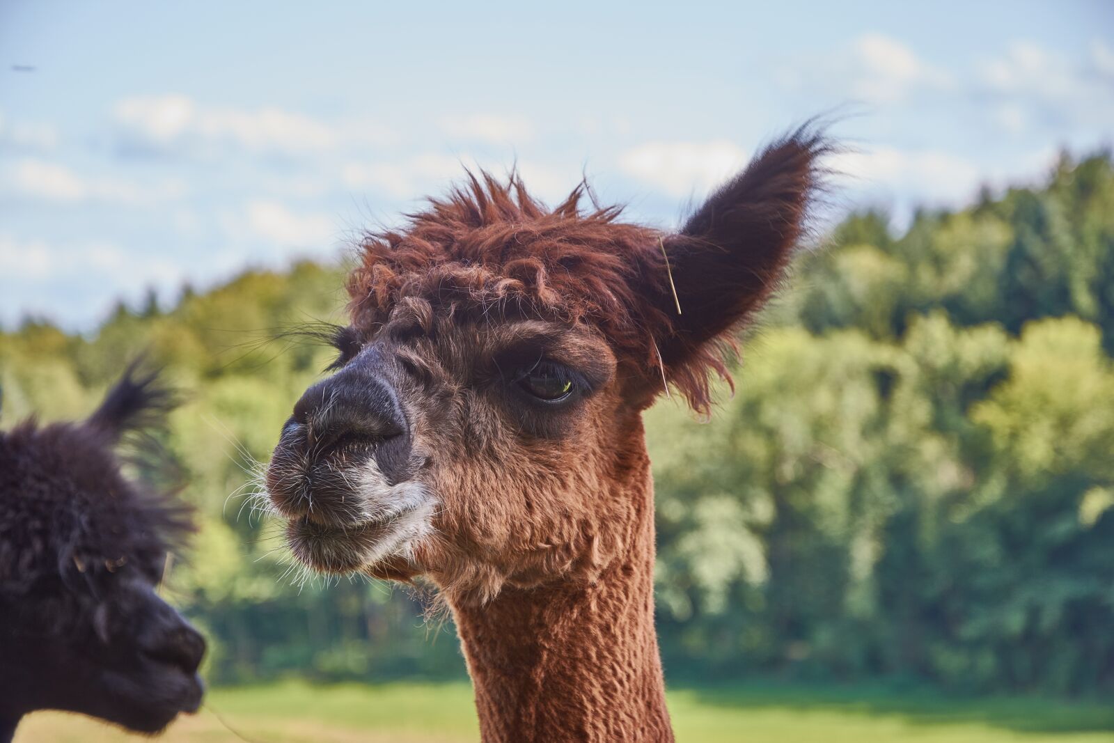 Nikon D7200 sample photo. Alpaca, south america, peru photography