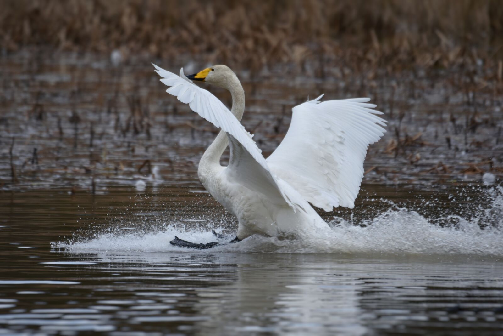 Nikon D7200 sample photo. Animal, lake, waterside photography