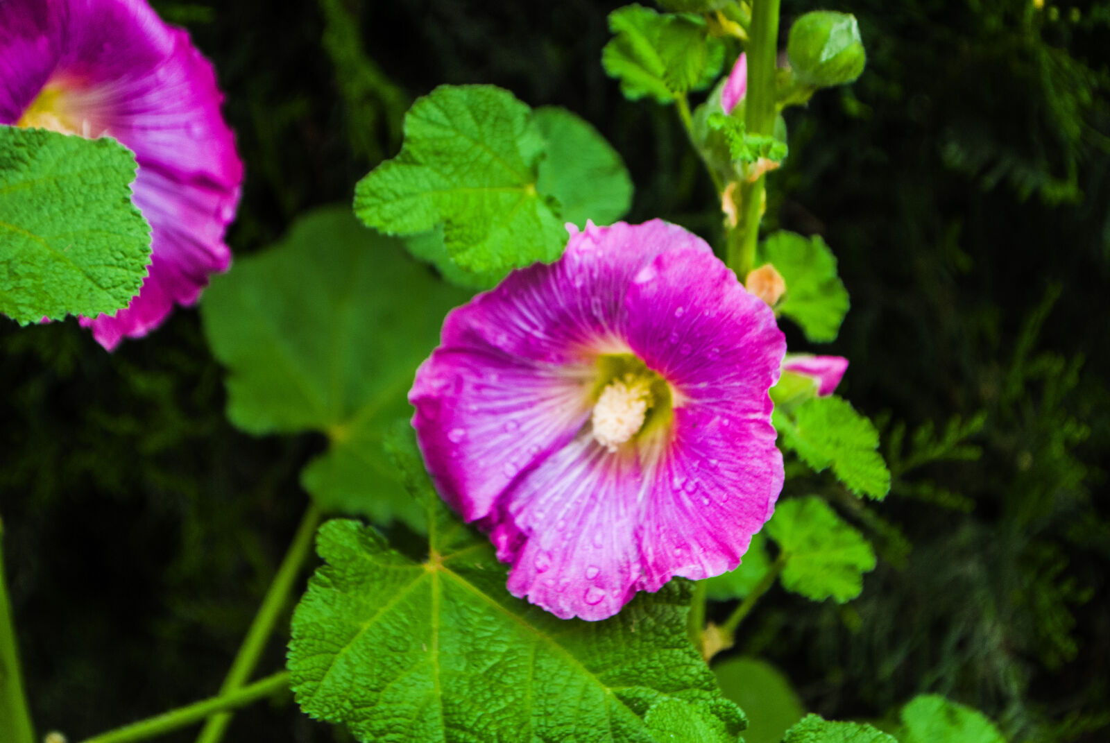 Nikon D3000 sample photo. Flowers photography