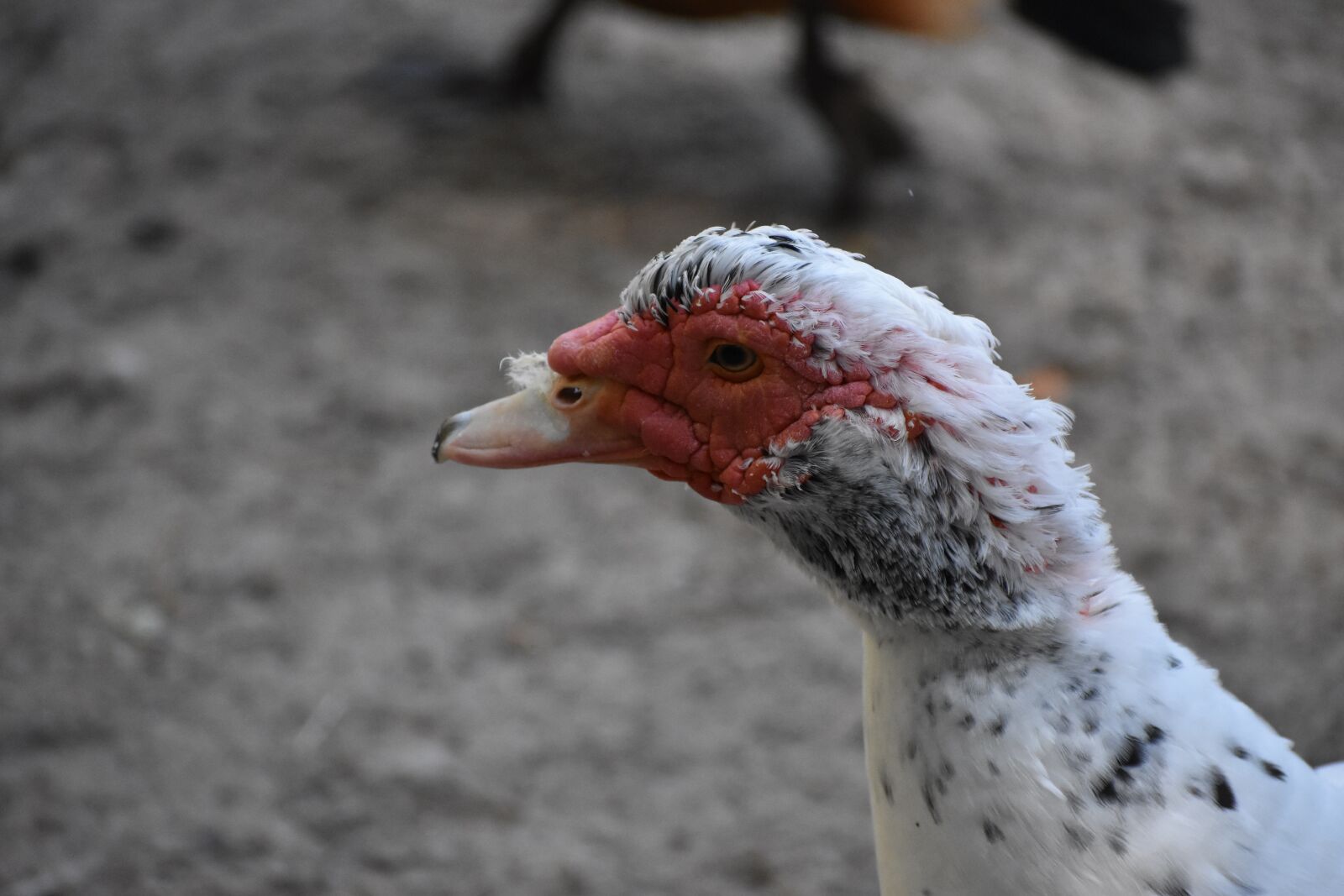 Nikon D3400 sample photo. Duck, bird, head photography