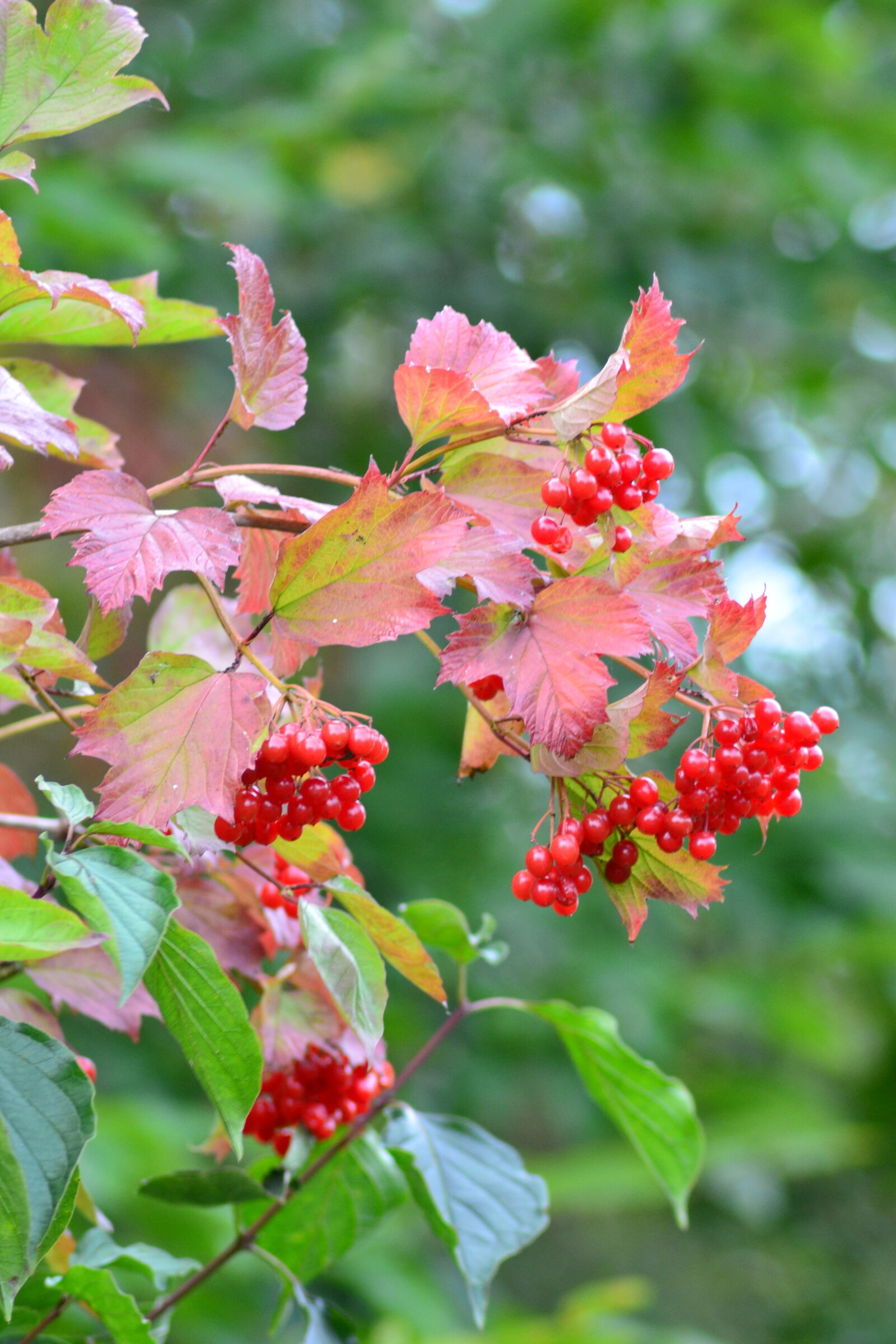 Nikon D3100 sample photo. Autumn, berries, colorful, leaves photography