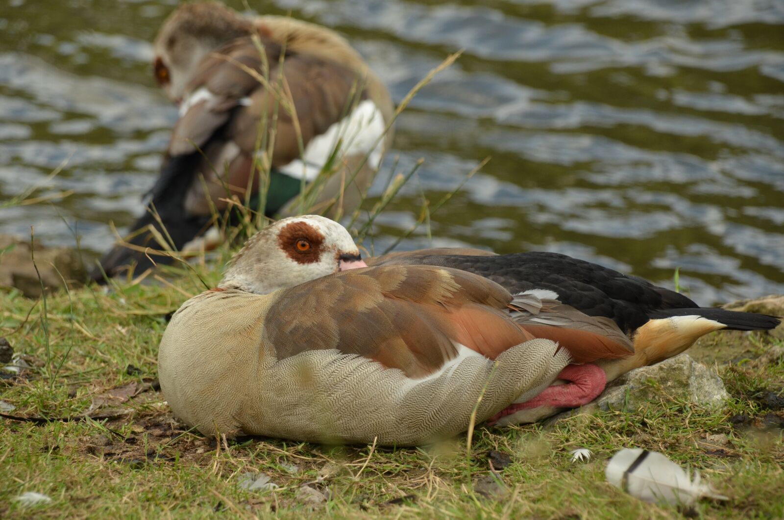 Nikon D7000 sample photo. Goose, nile goose, bird photography