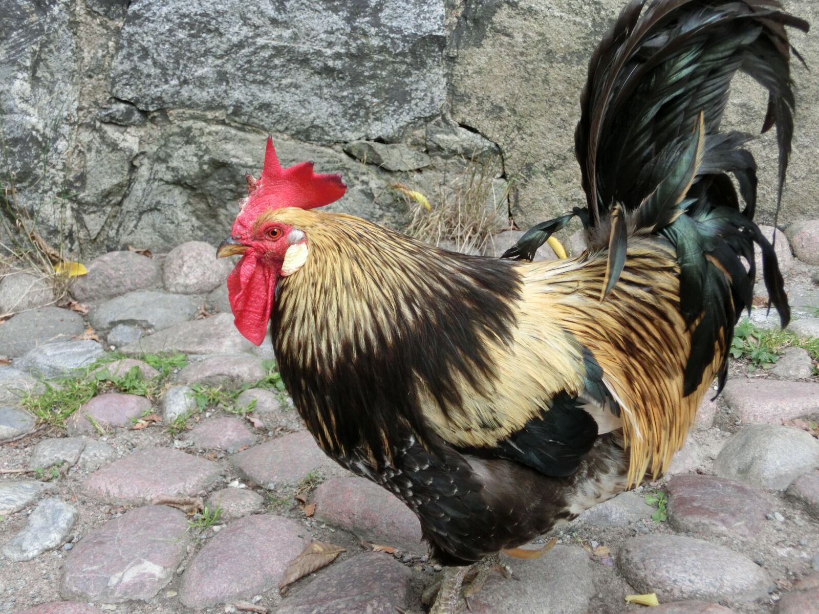 CASIO EX-ZR310 sample photo. Gallo, crest, animal photography