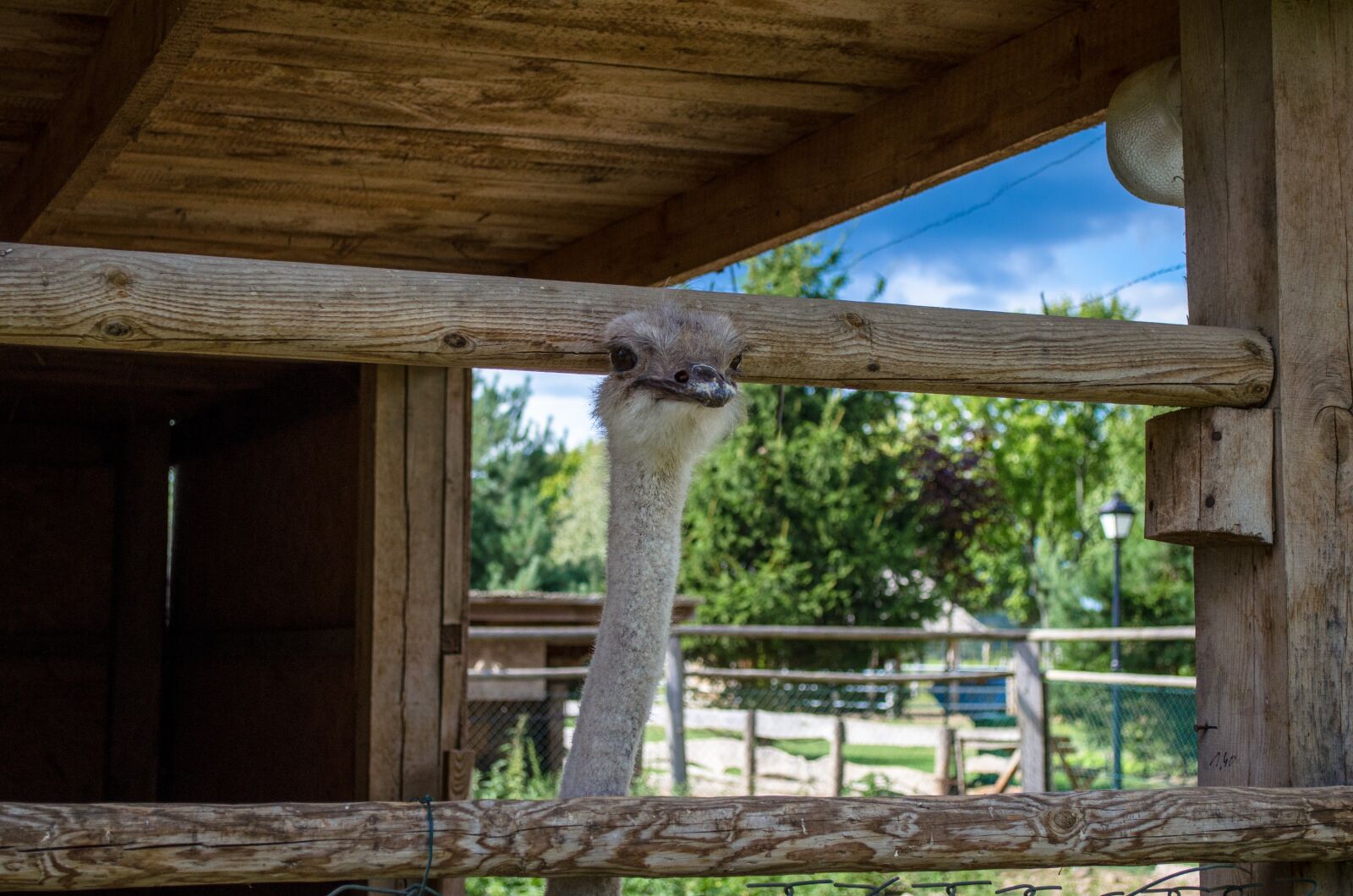 Nikon D5100 sample photo. Ostrich, nature, zoo photography