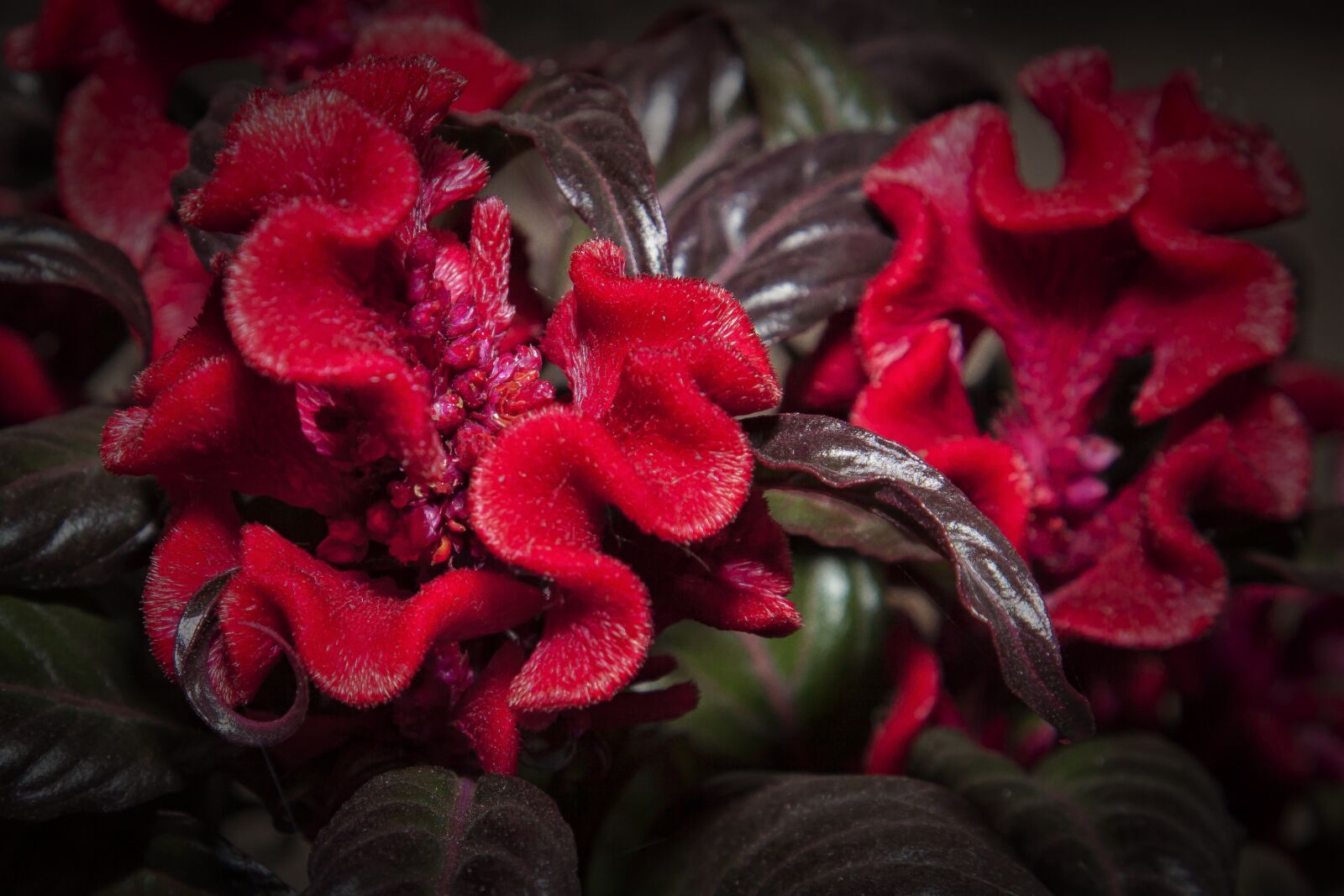 Canon EOS 50D + Canon EF 24-105mm F4L IS USM sample photo. Celosia, red, flower photography