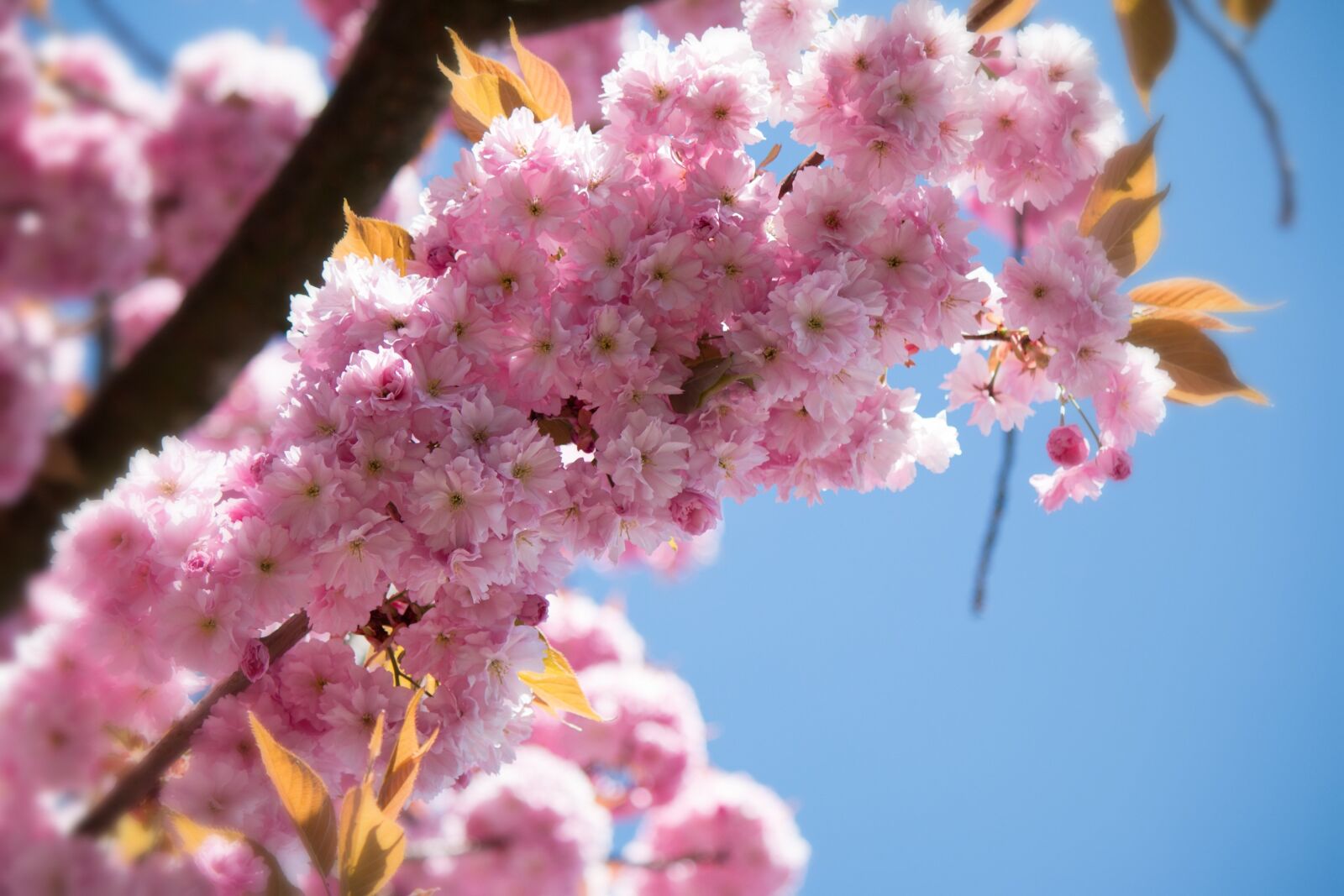 Canon EF-S 55-250mm F4-5.6 IS II sample photo. Japanese flowering cherry, prunus photography