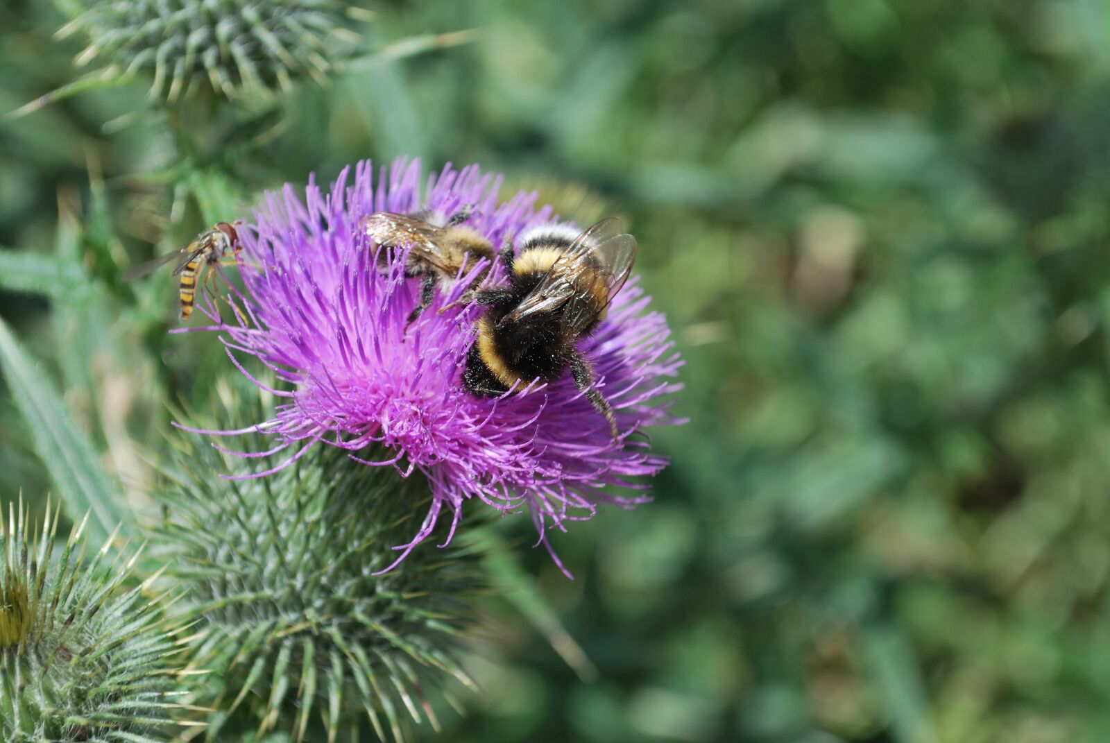 Nikon D60 sample photo. Thistle, bumblebee, flower photography