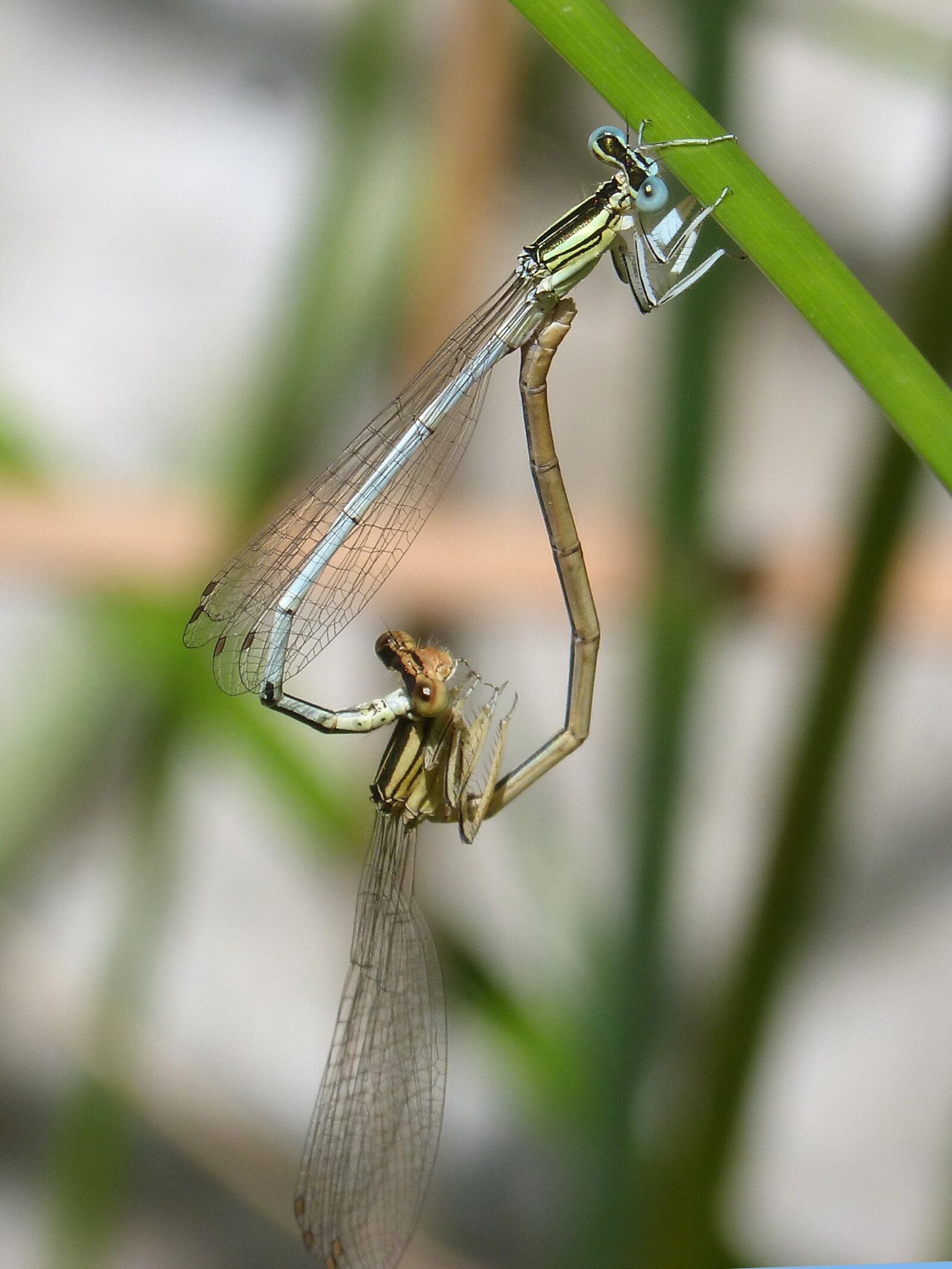 Panasonic DMC-FZ62 sample photo. Dragonfly white, damselfly, platycnemis photography